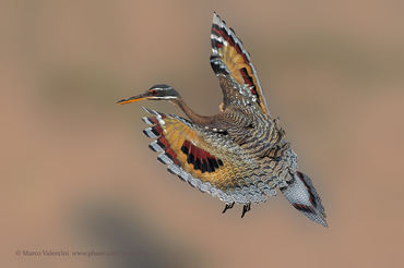 Eurypyga helias
