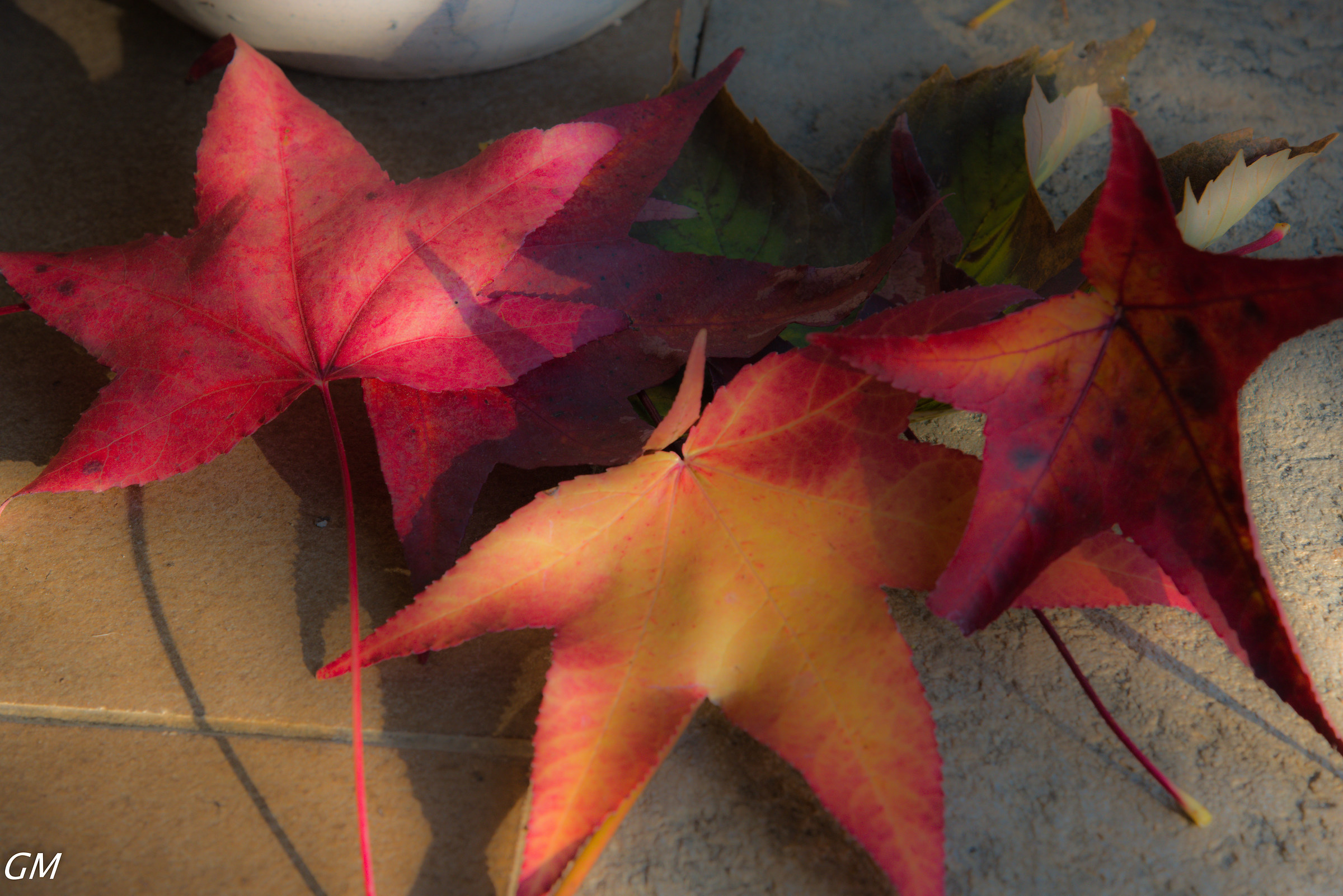 Autumn Orton effect leaves