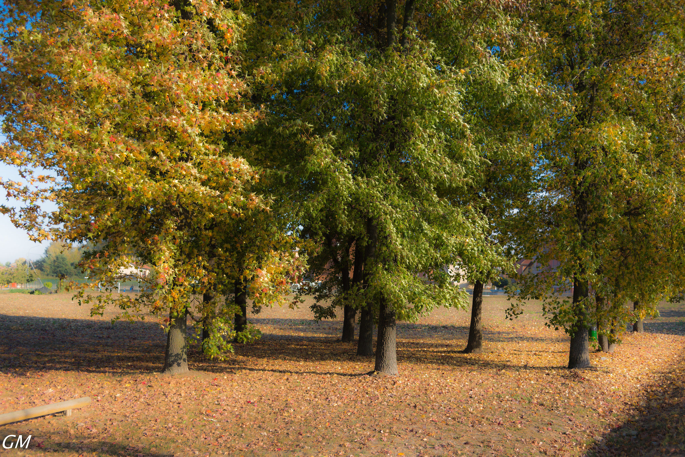 Orton effect - Autumn