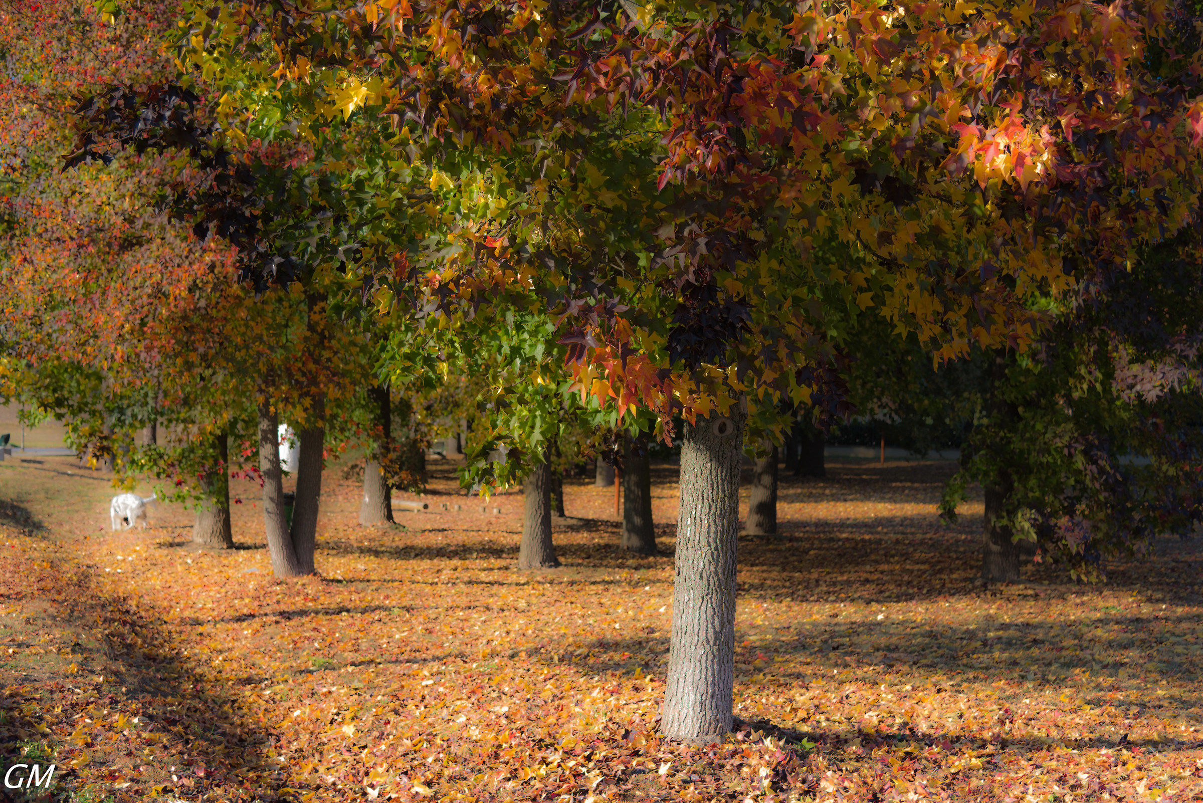 Orton effect - Autumn