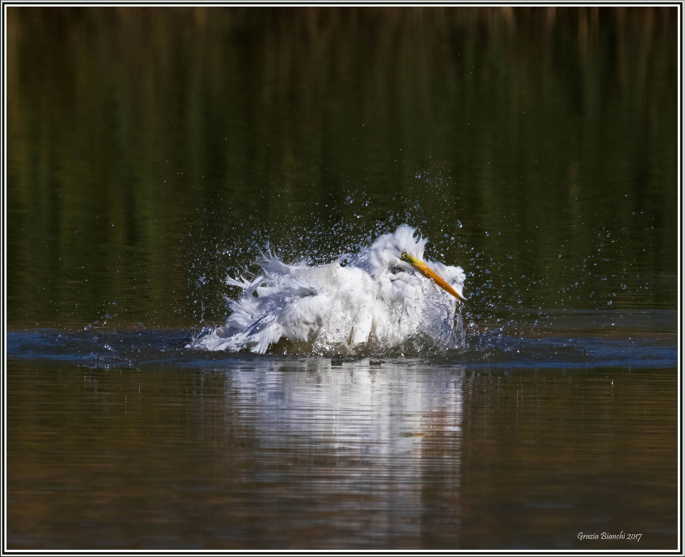 Airone bianco maggiore che fa il bagno