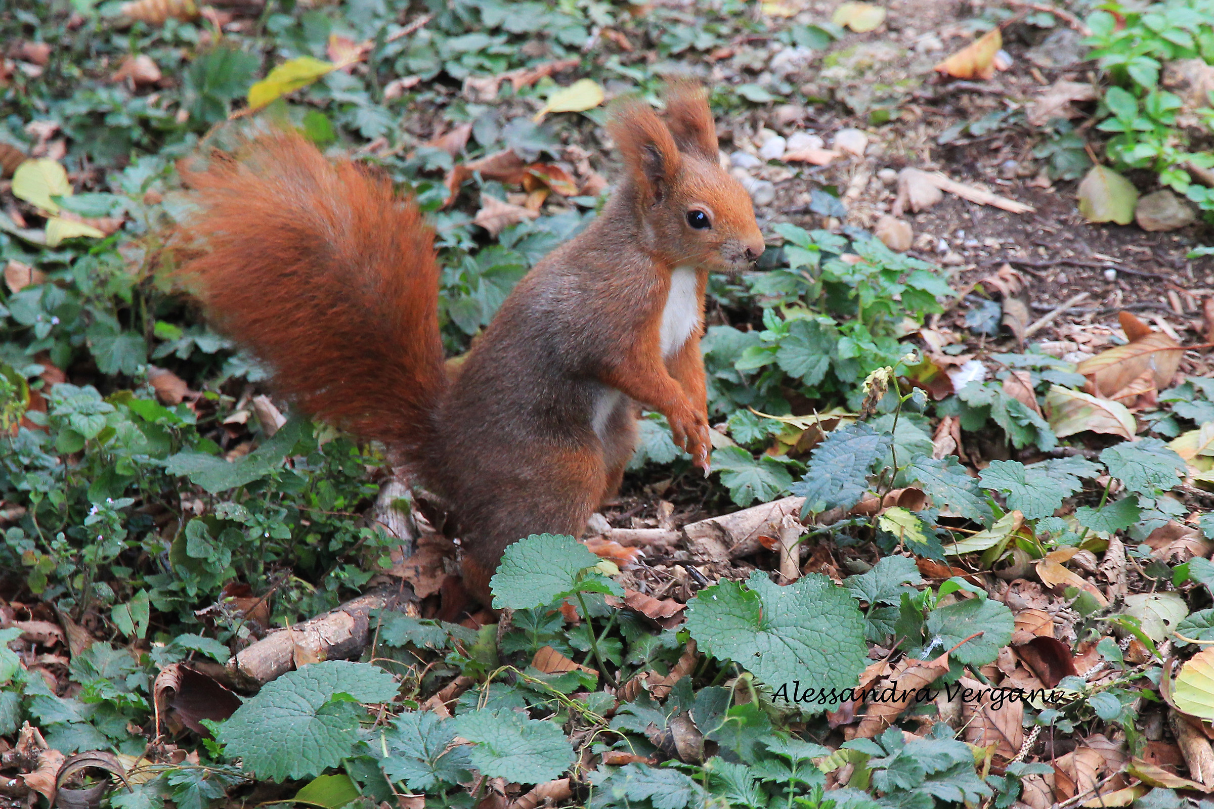 Red squirrel