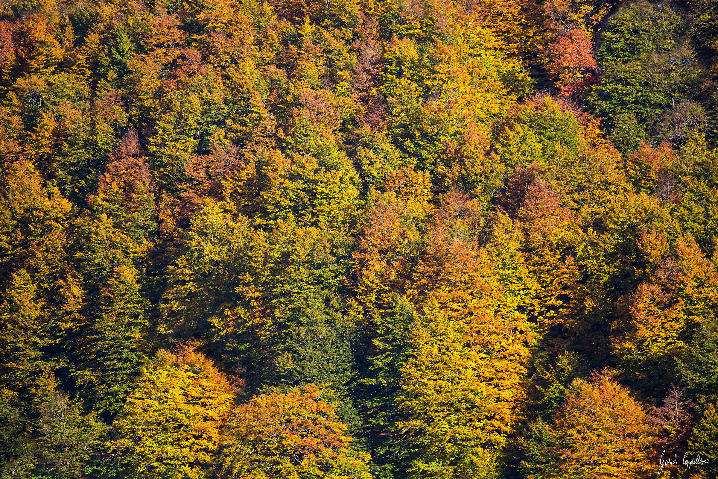 Tutti i colori della natura