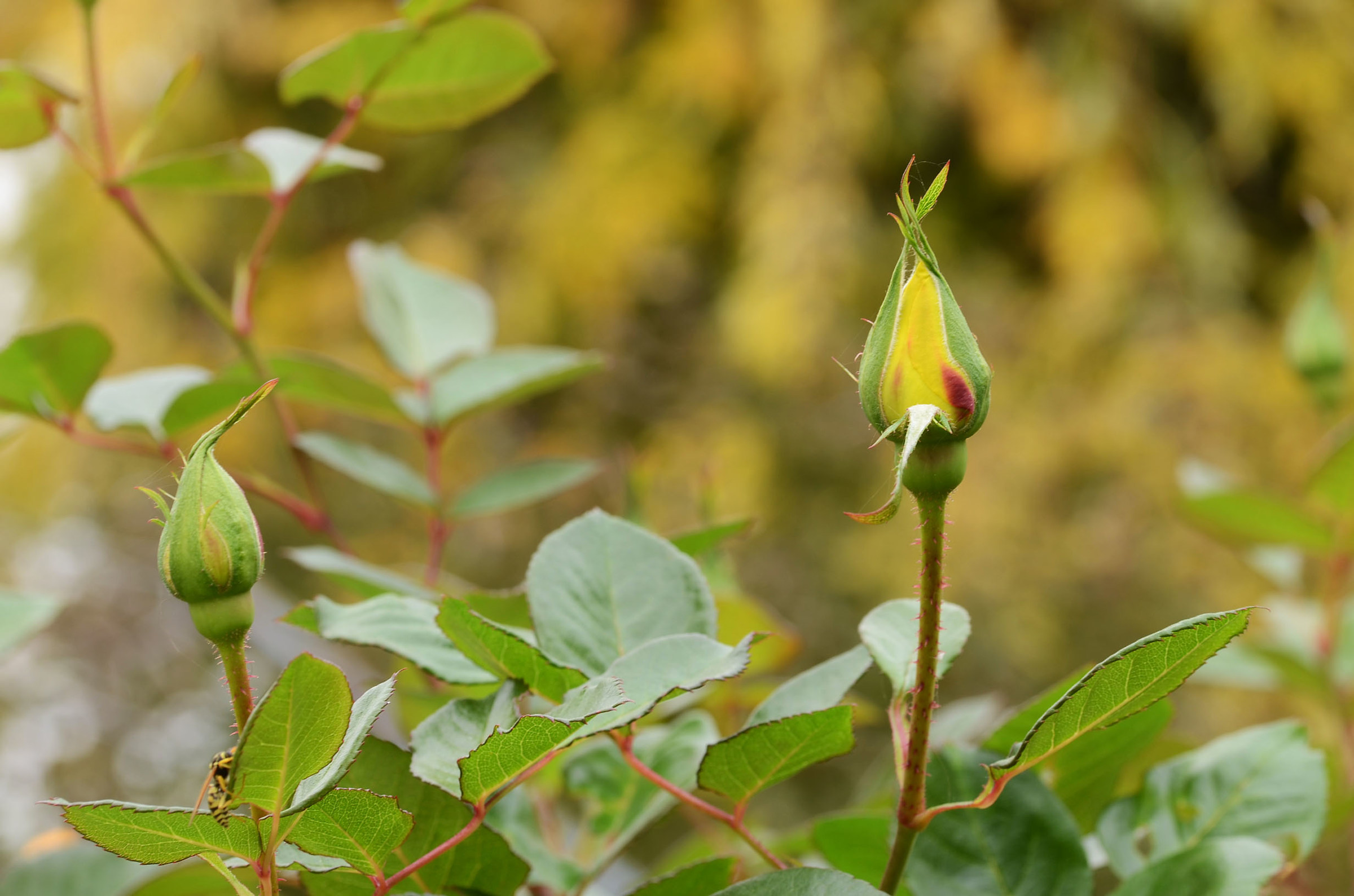 I'll have a beautiful yellow rose ...