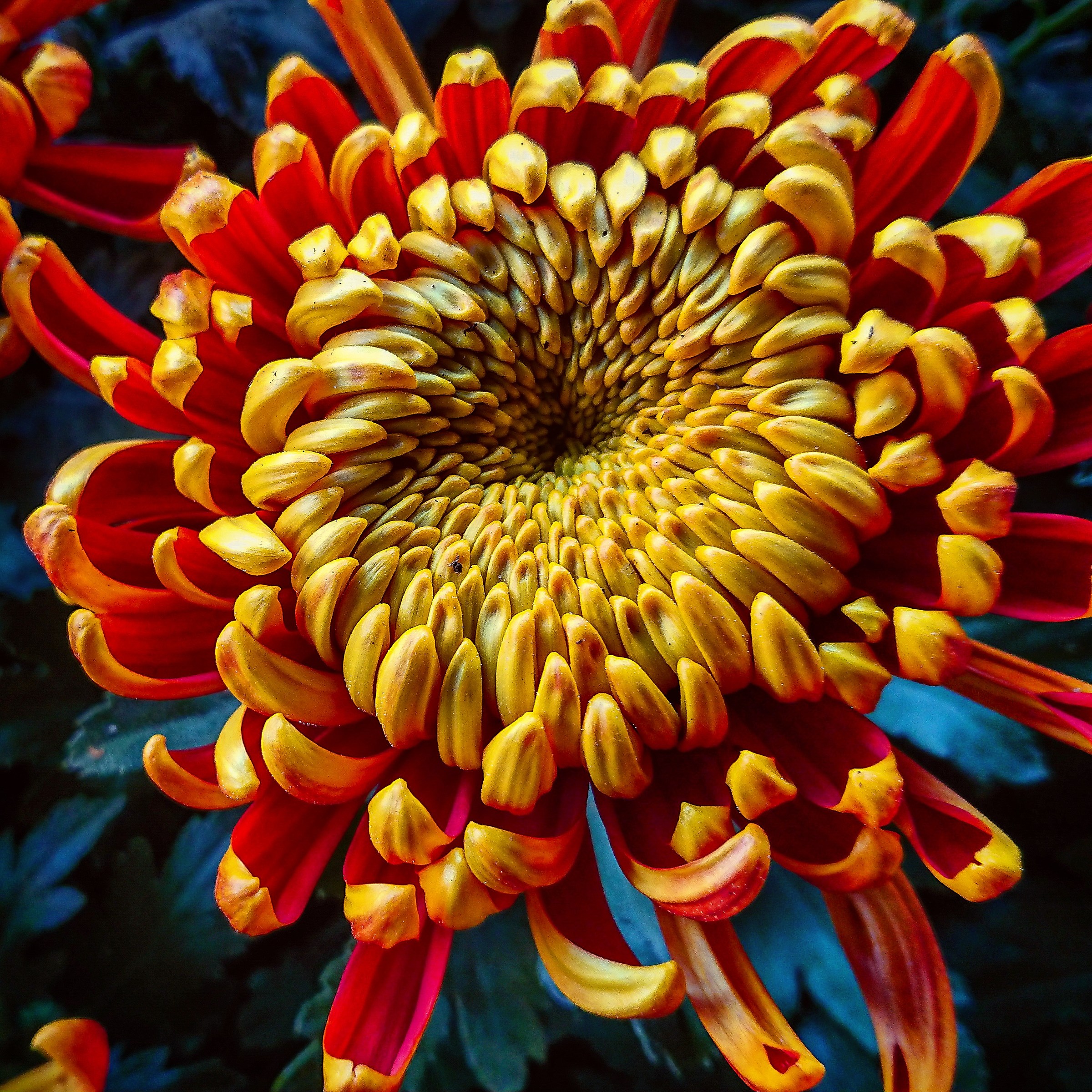 Chrysanthemums bold