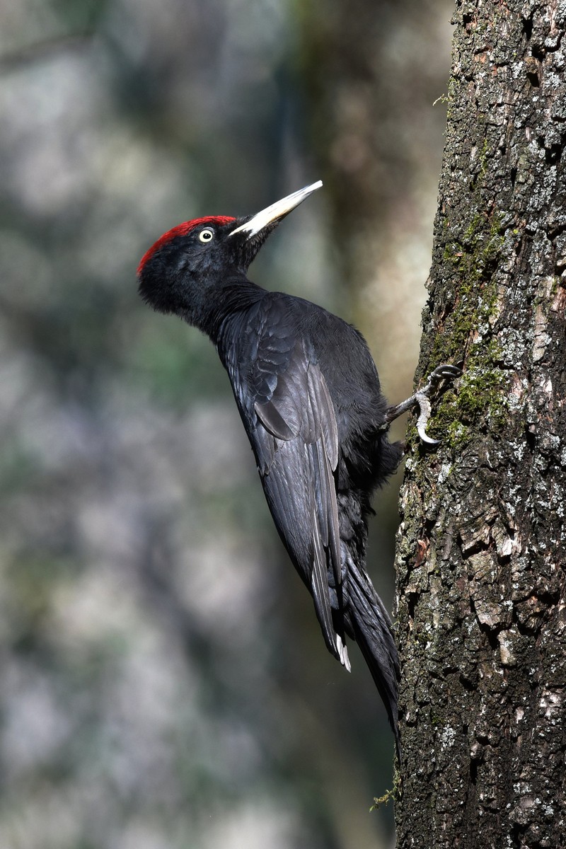 black woodpecker