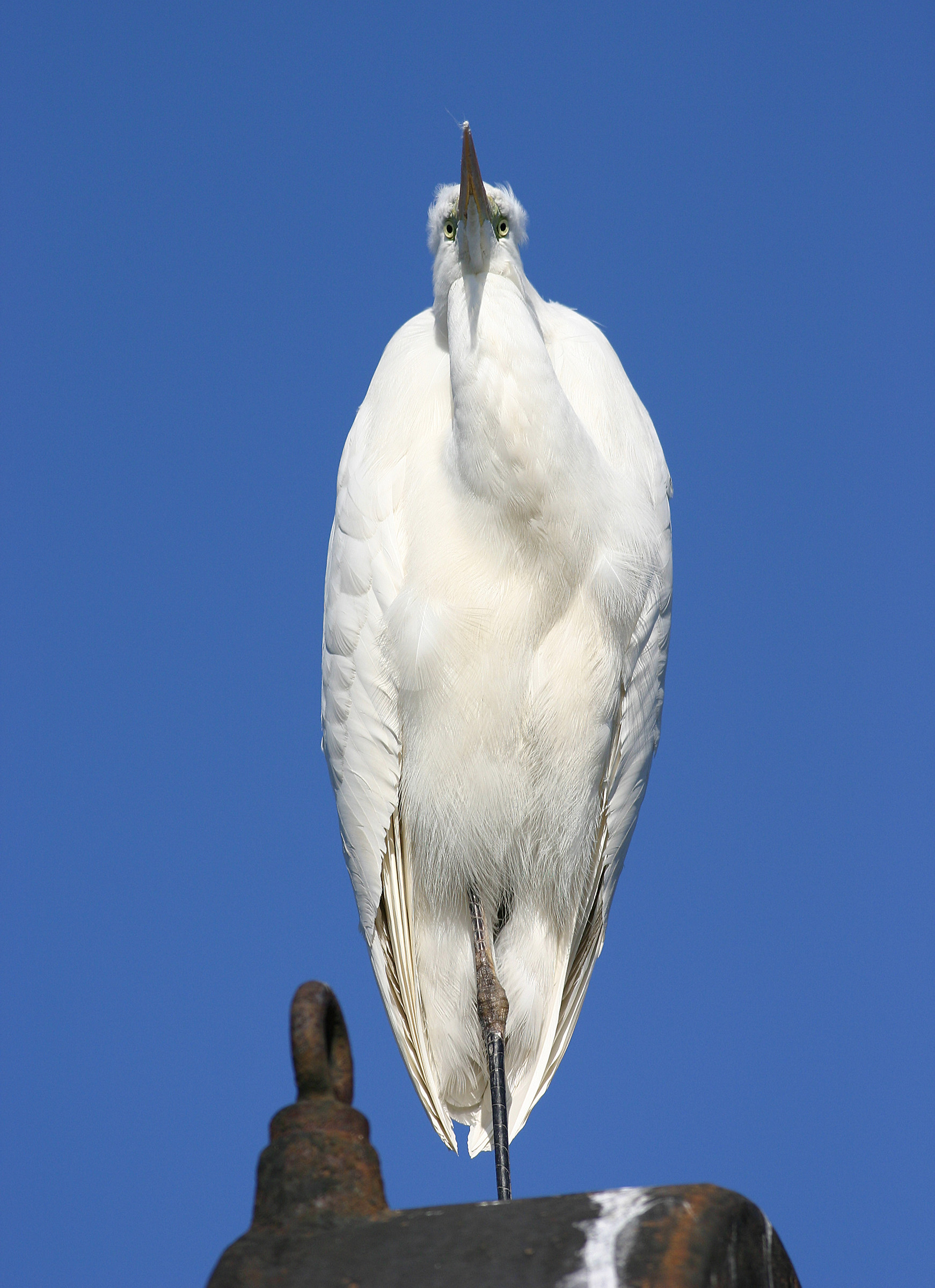 Big White Heron