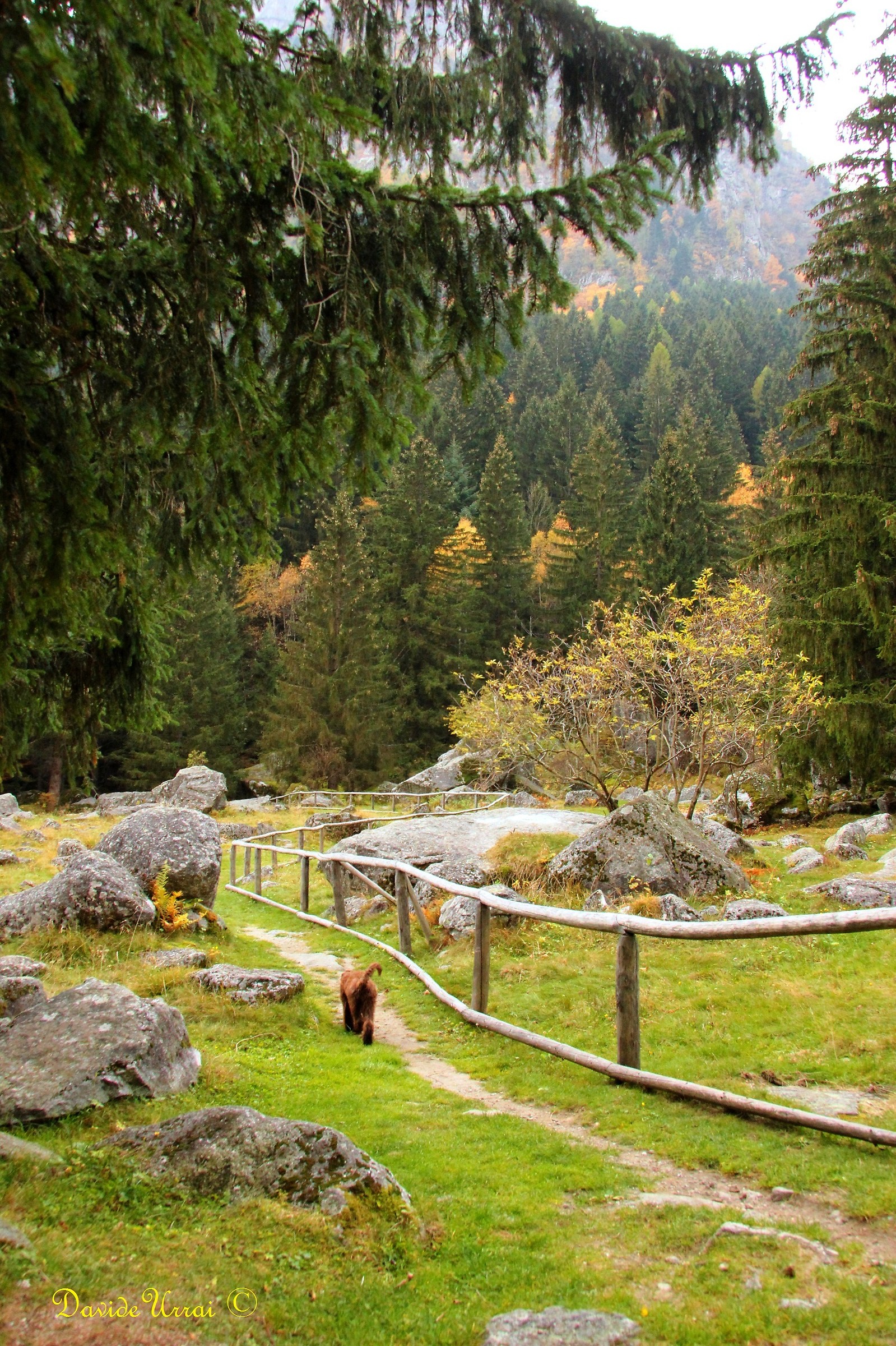 The dog goes exploring