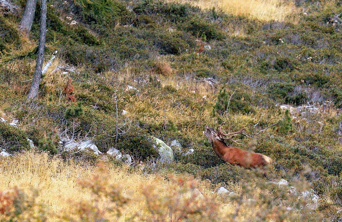 Dove bramiscono i cervi2