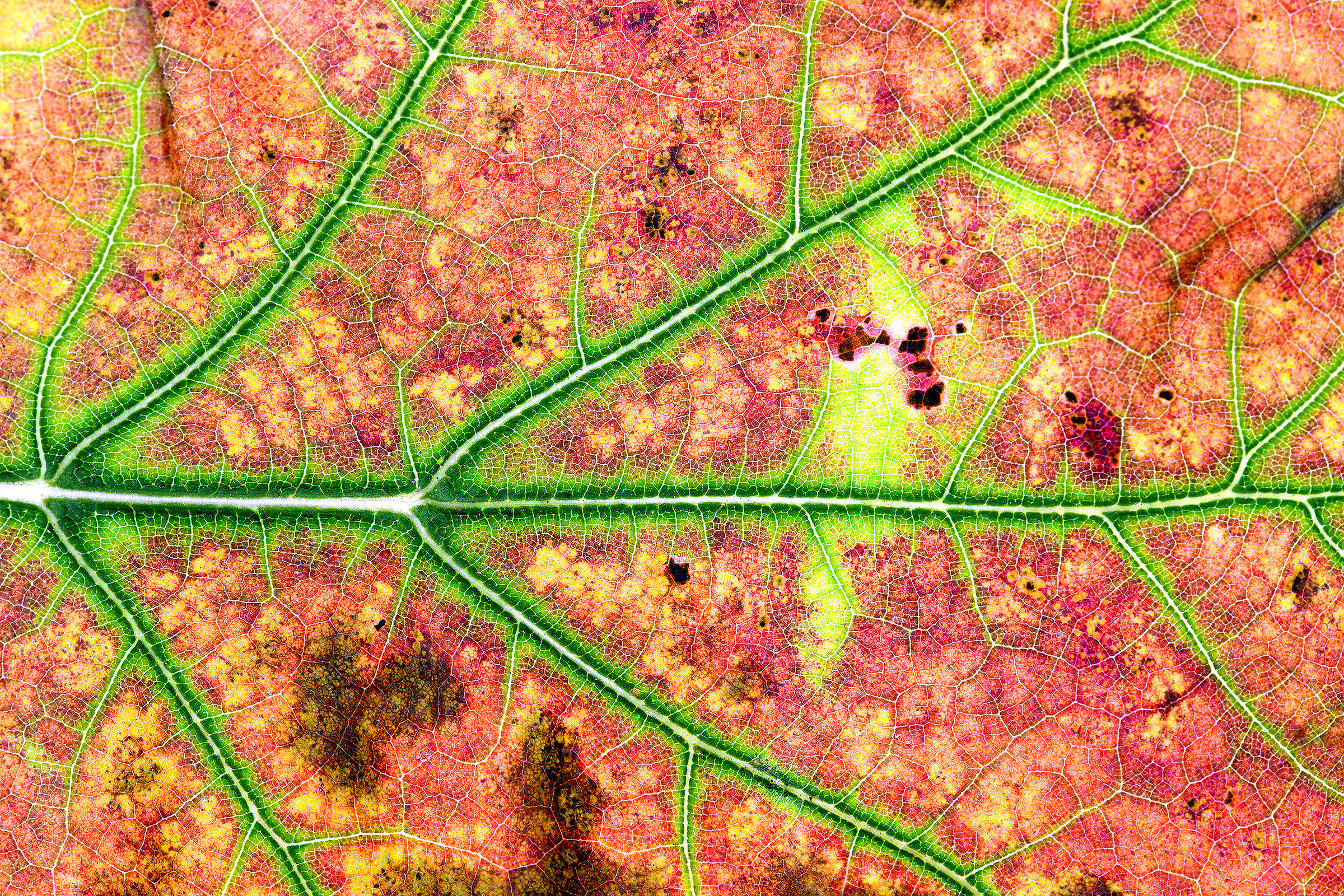 Pagina inferiore di una foglia di quercia