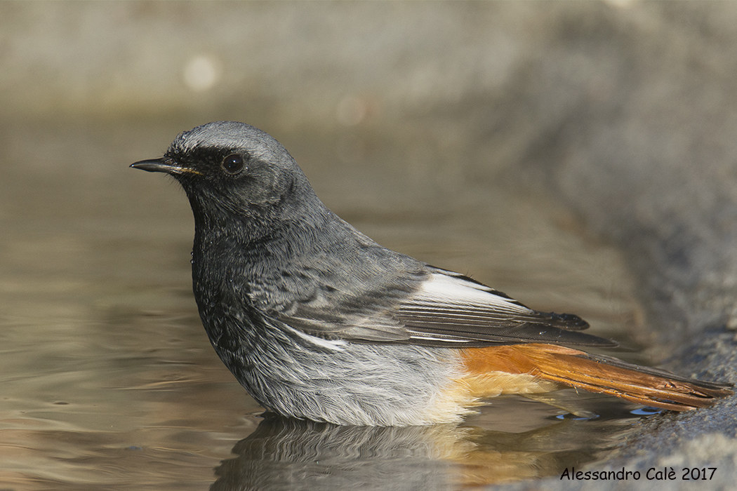 Phoenicurus ochruros (Codirosso spazzacamino) 3481