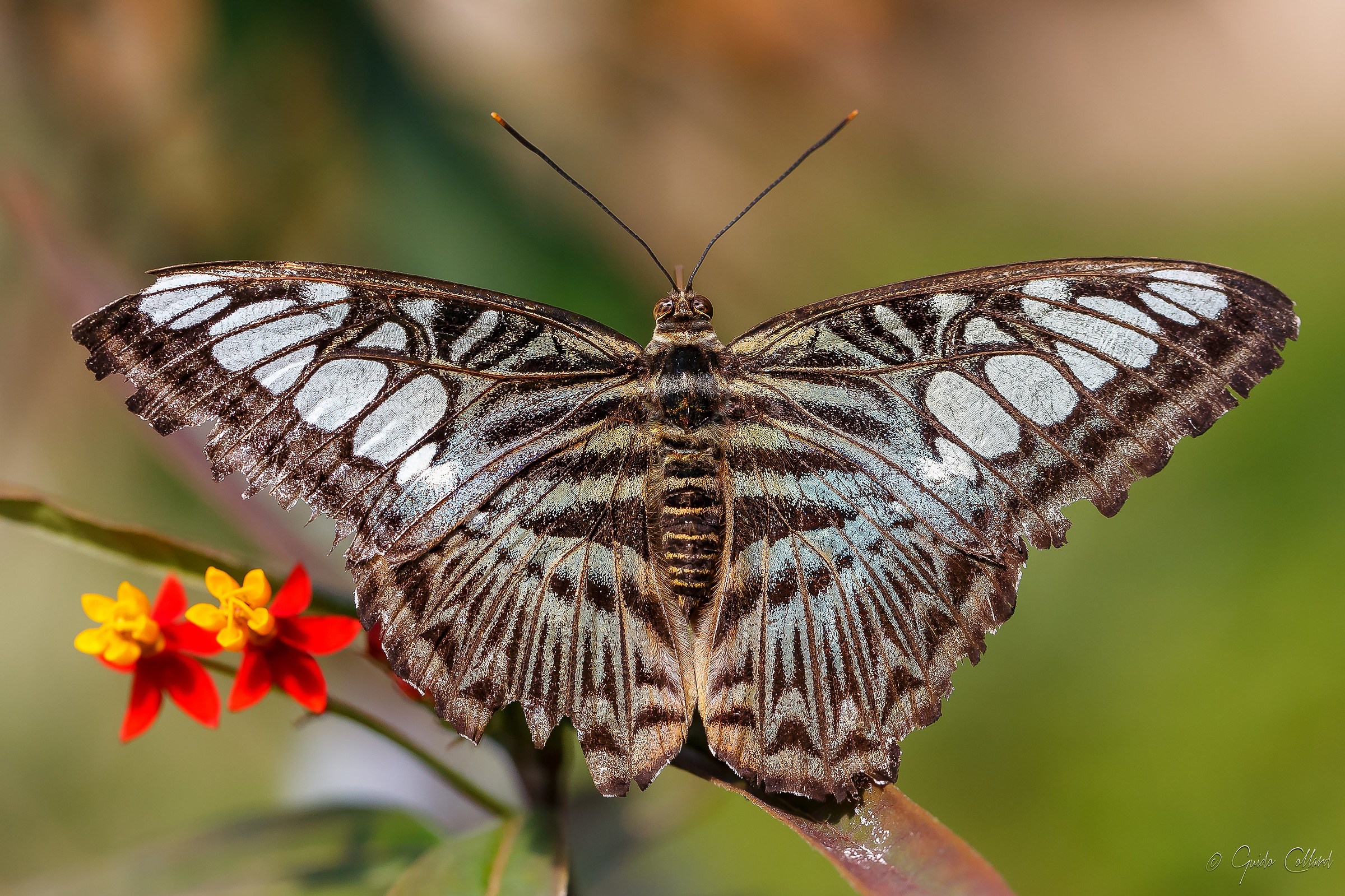 Butterfly and florelline