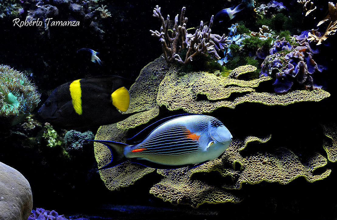 Who comes and who goes ...