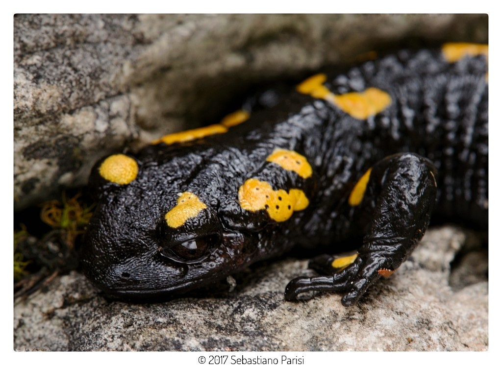 Salamander