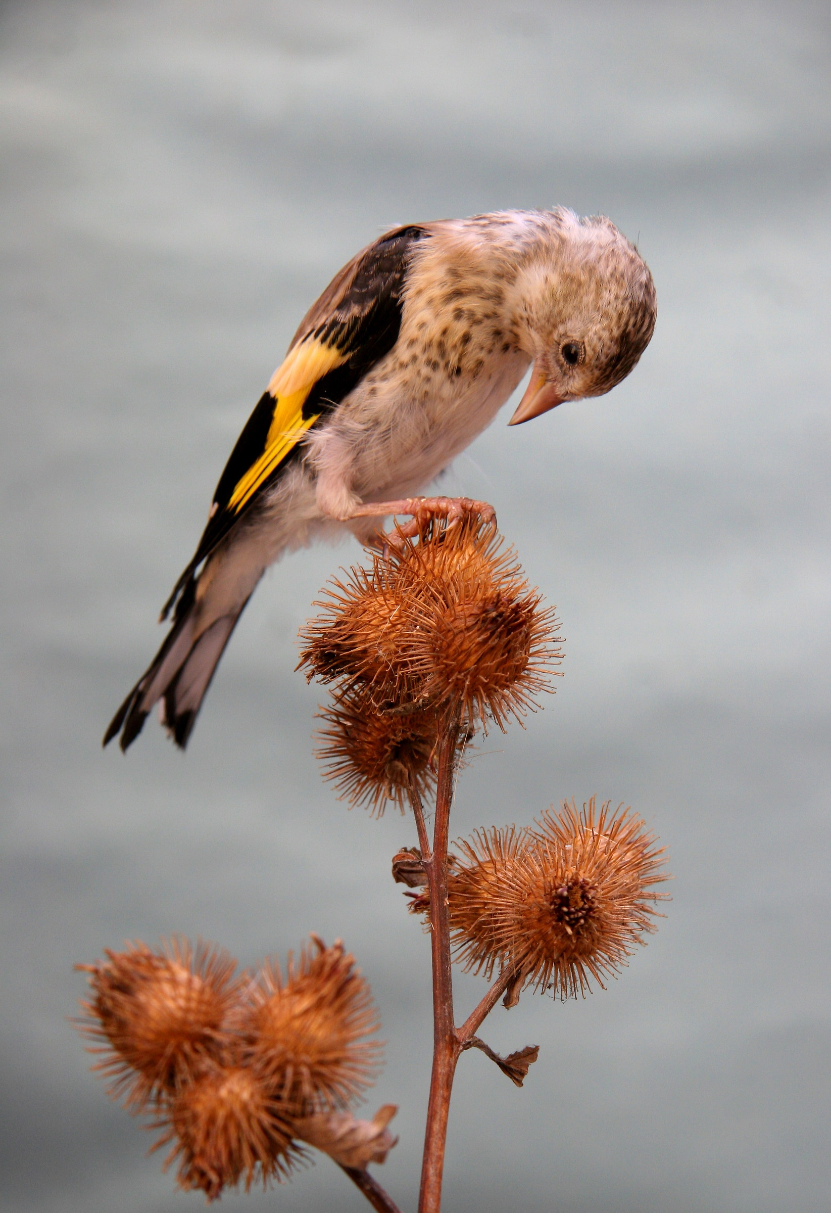 Giovane cardellino intento a nutrirsi su bardana
