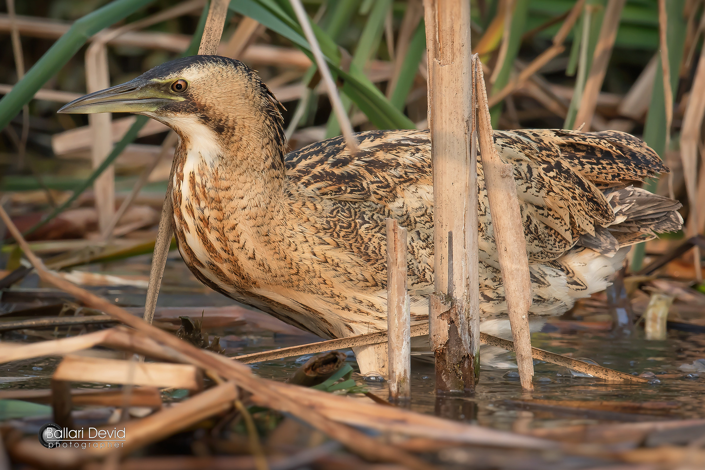 bittern