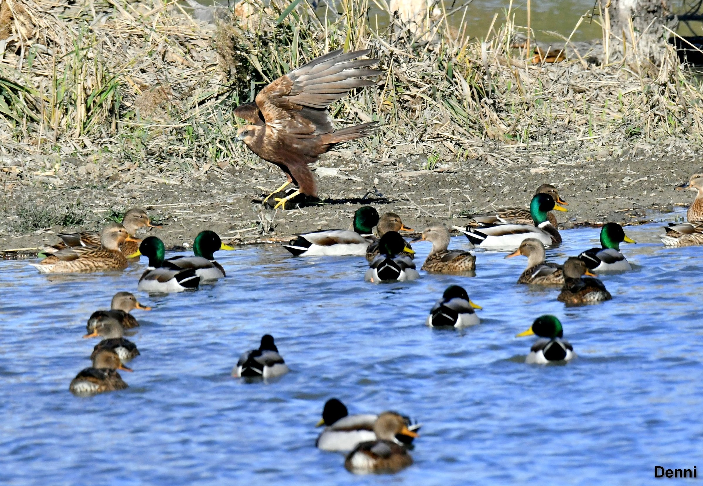 now I greet the public I go away