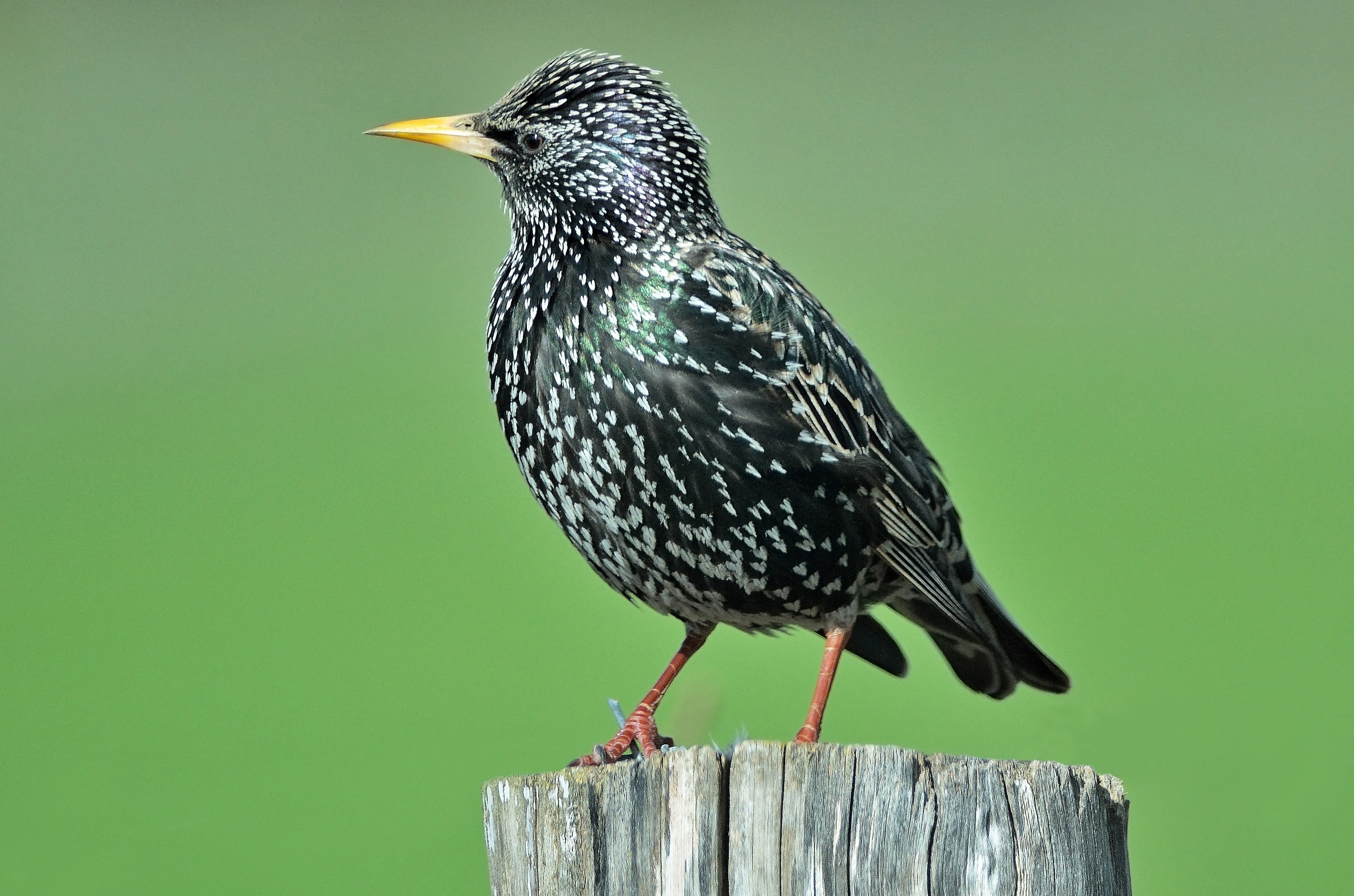 Storno (Sturnus vulgaris)