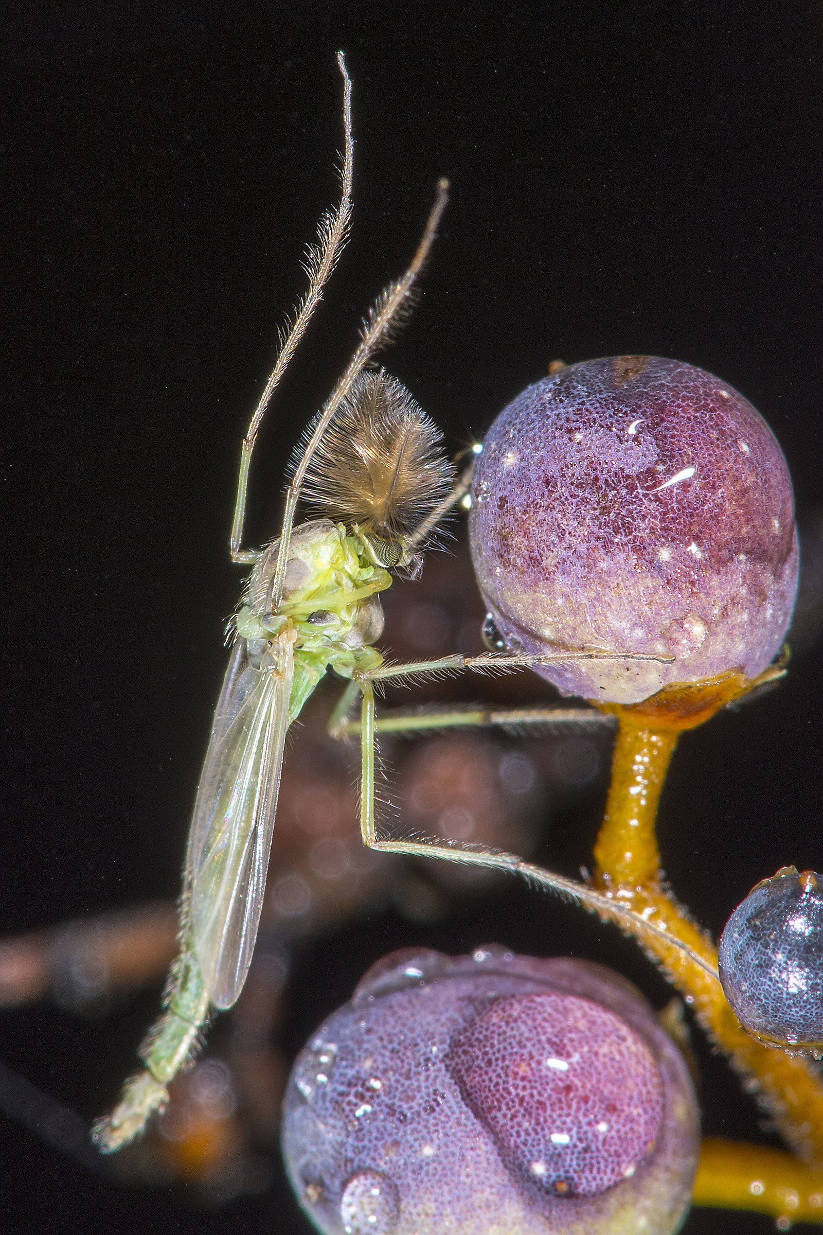 Chironomus plumosusLR