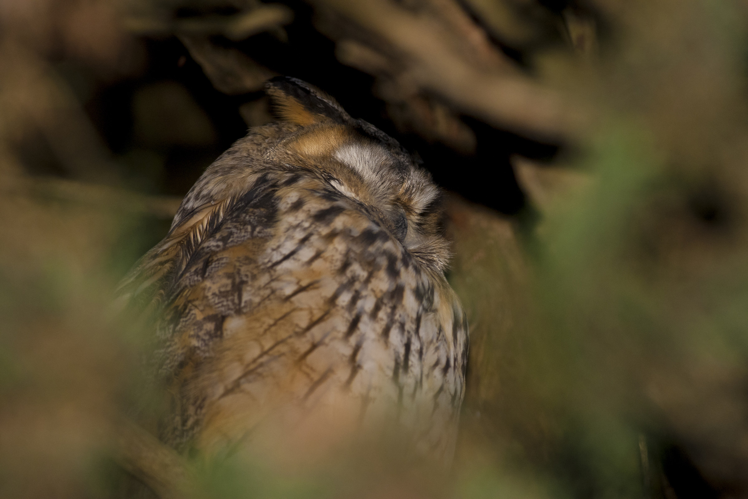 Sleepy owl