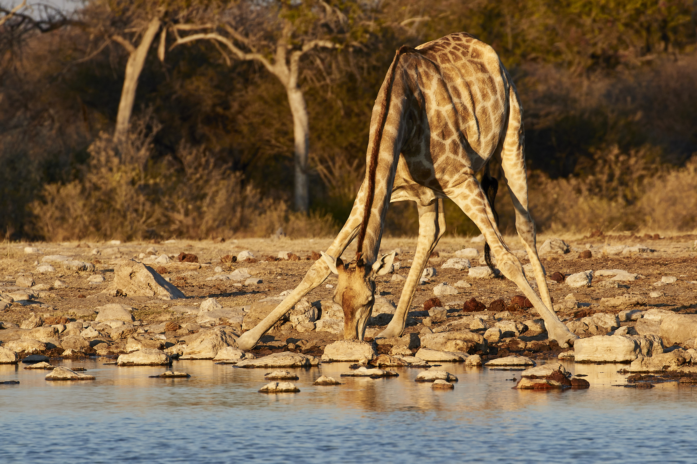 Giraffe - Namutoni Etosha - Namibia