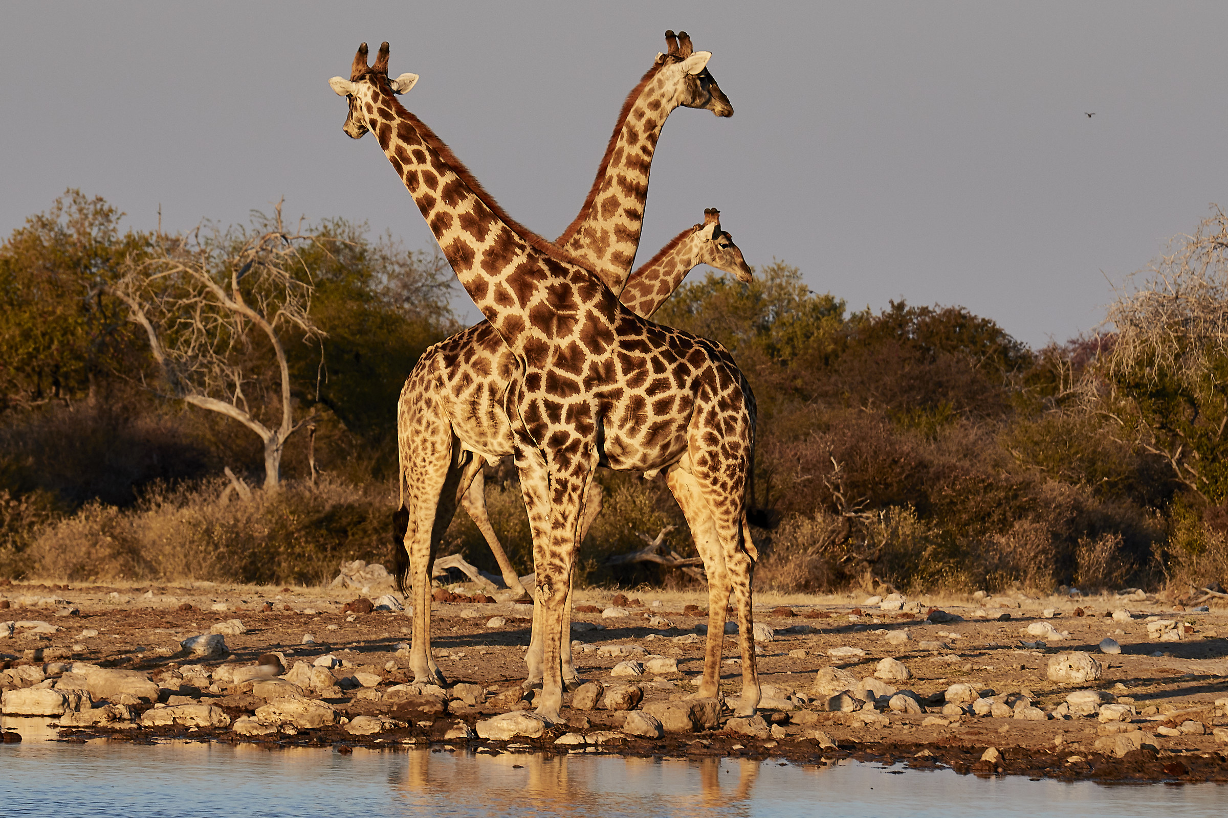 Crossing of giraffes