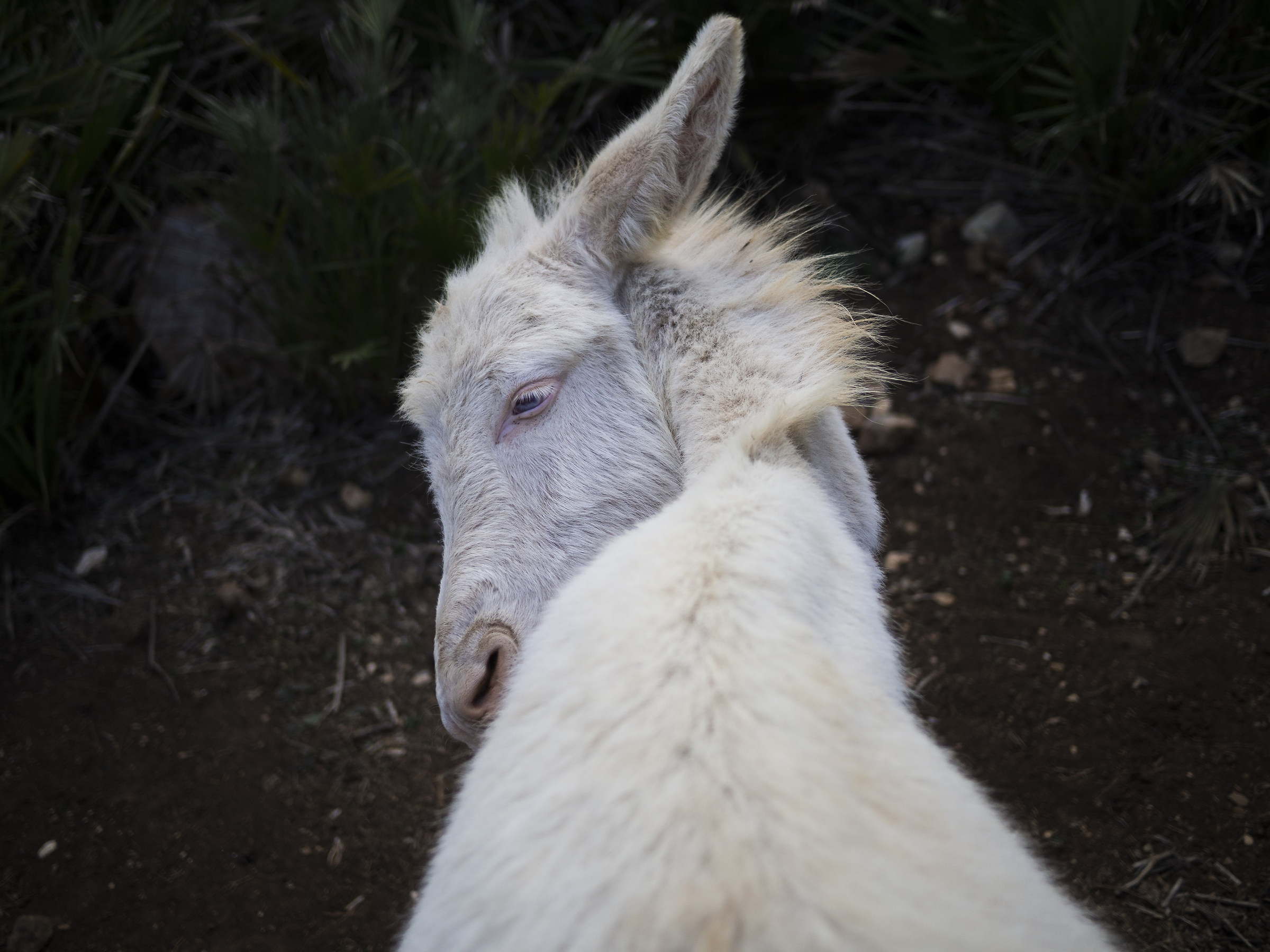 Asinello bianco