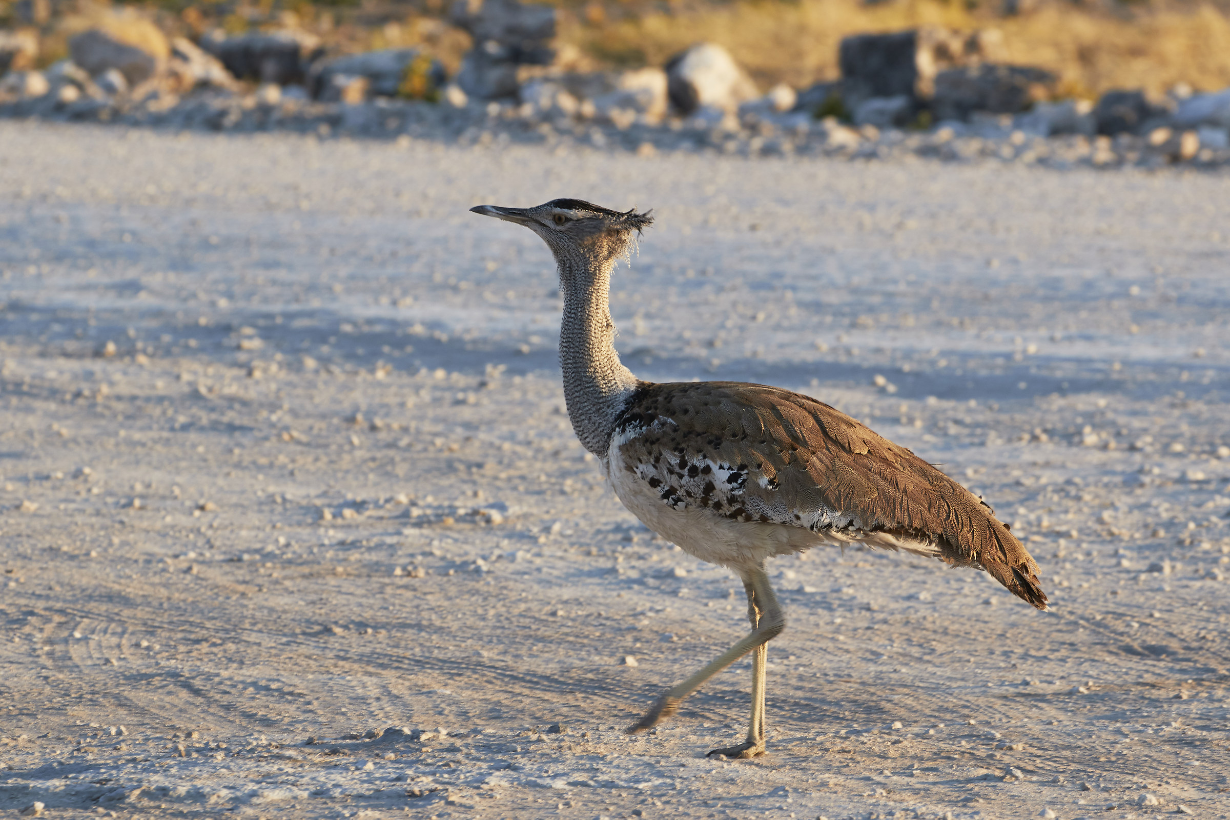 Etosha