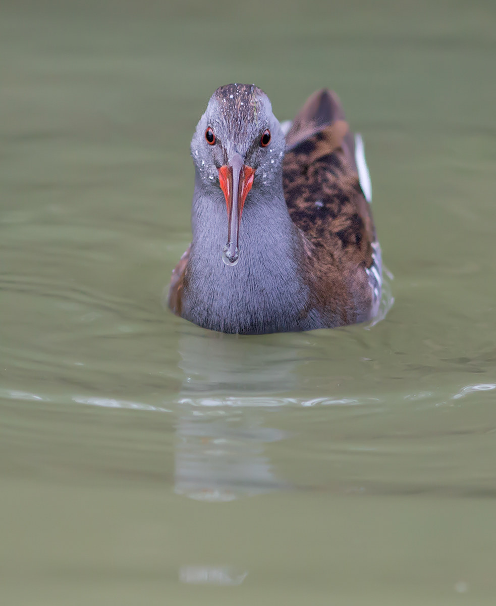 Water Rail