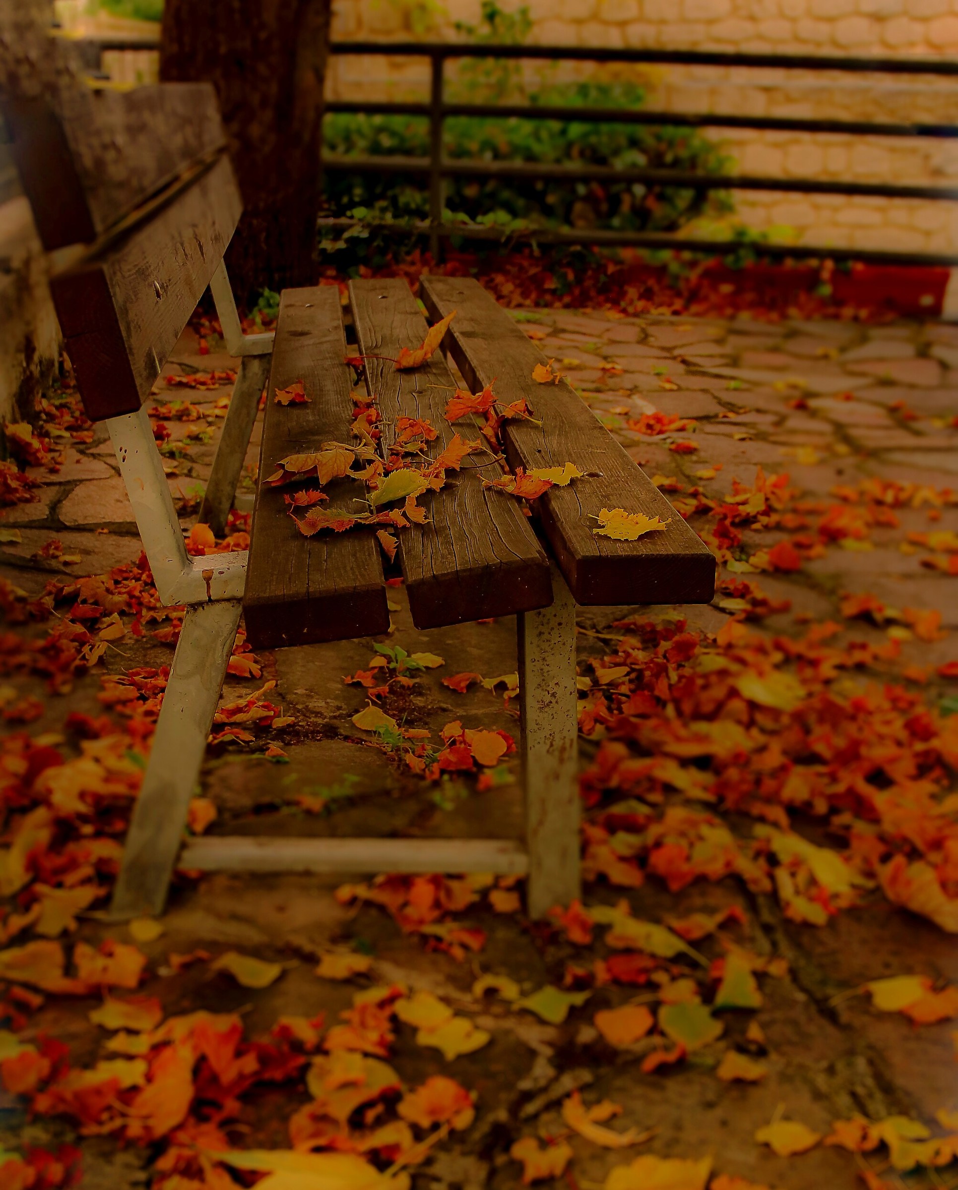 La panchina e le foglie.
