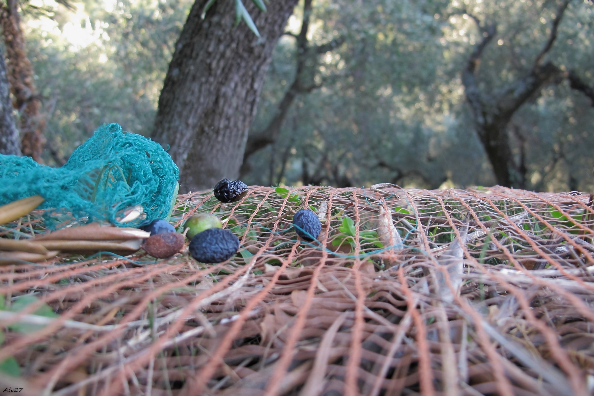 ... weather of olives ...