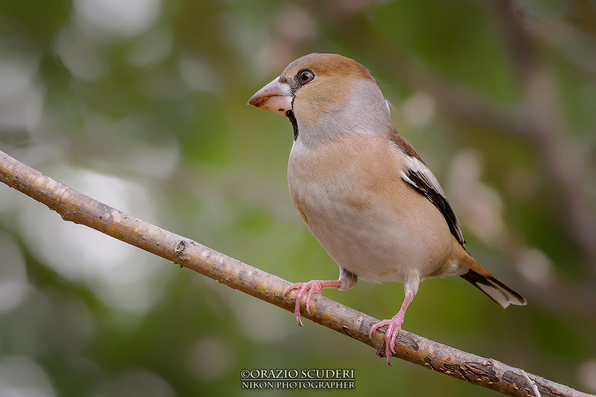 Coccothraustes coccothraustes