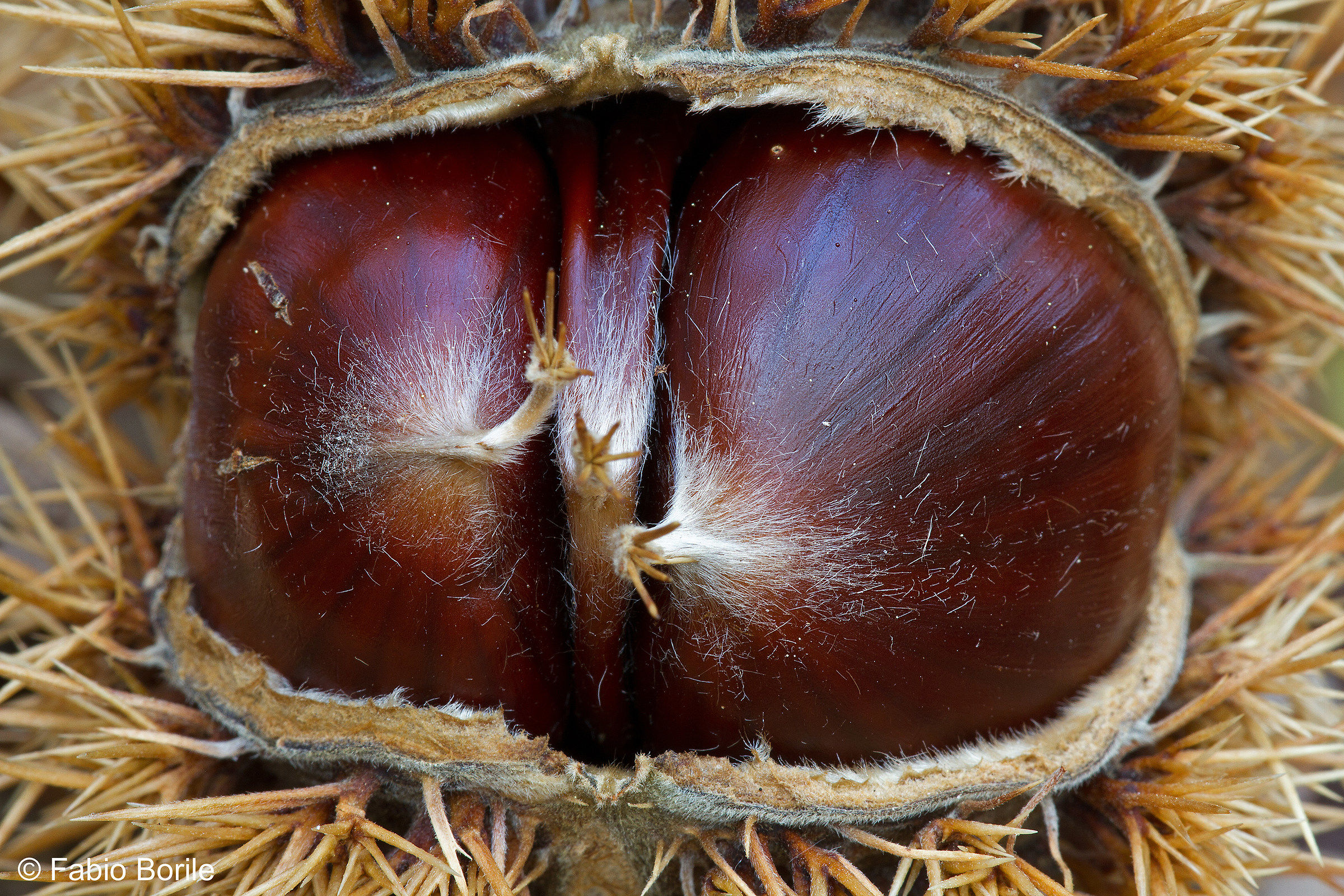 chestnuts