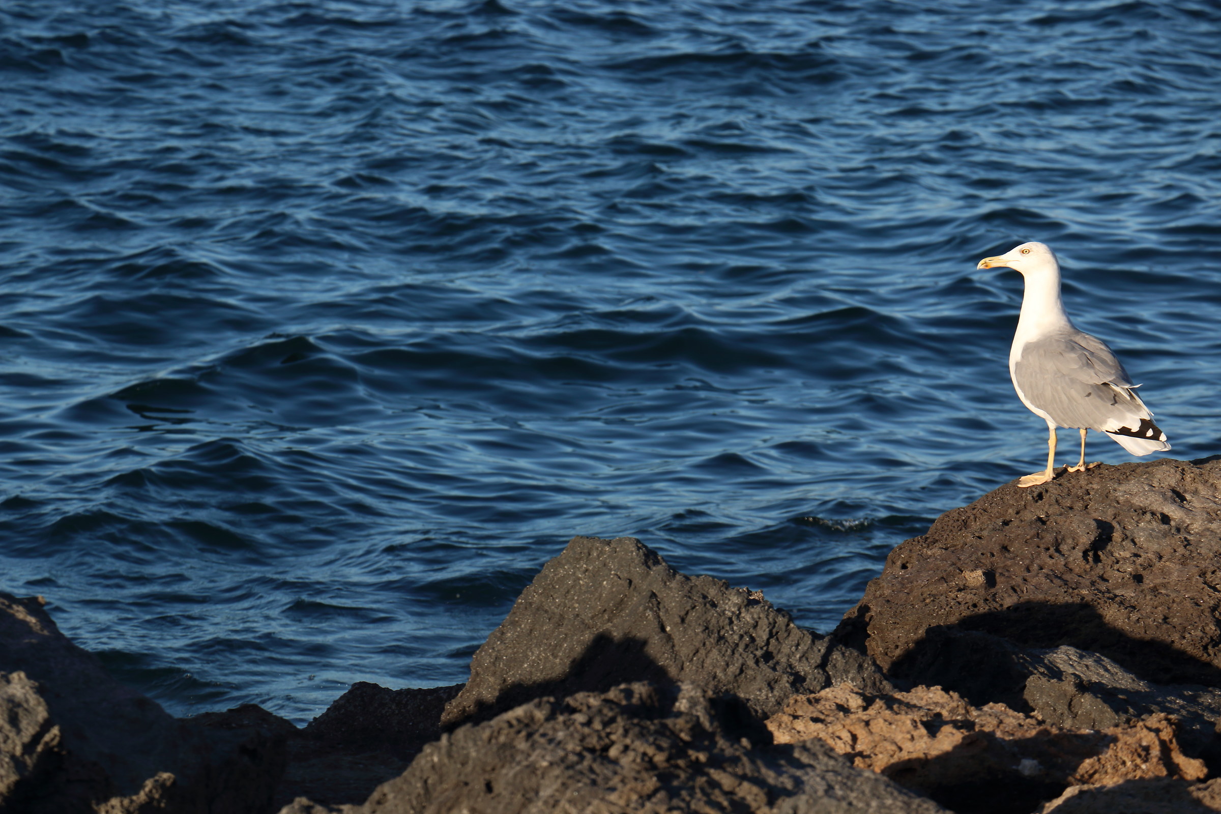Gabbiano che scruta l'orizzonte