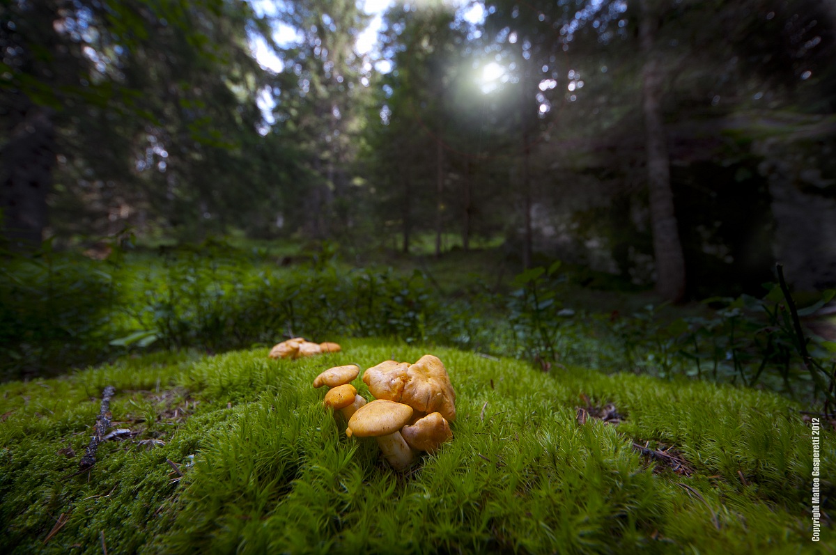 Cantharellus cibarius