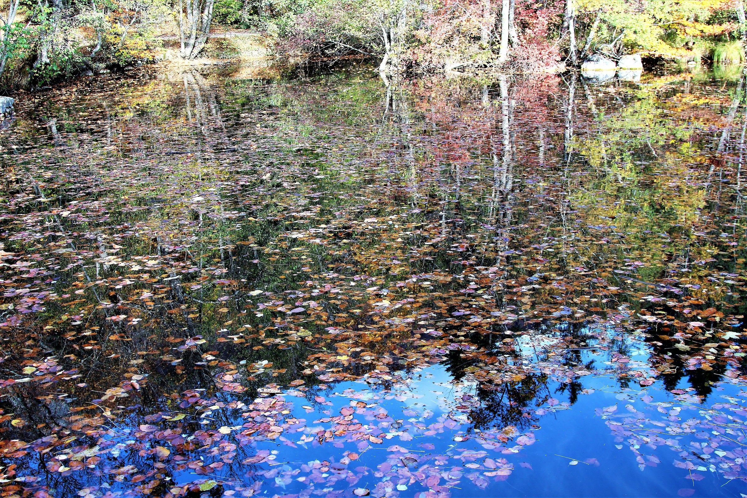 Autumn Reflections