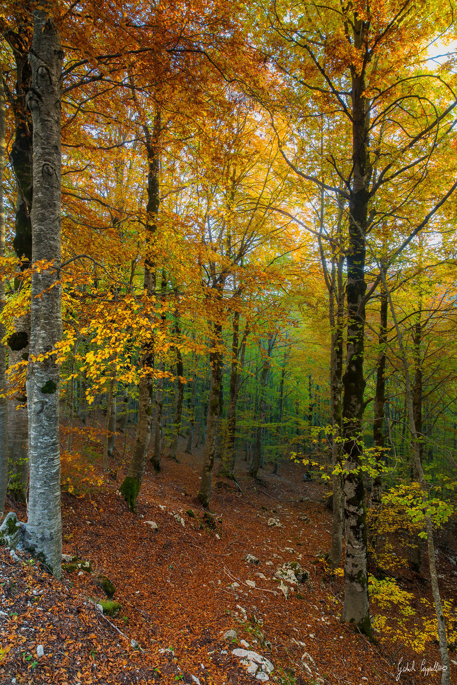 the colors of autumn