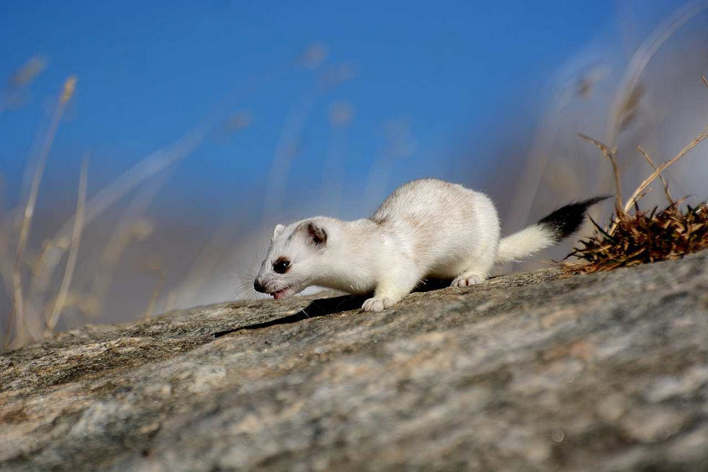 Ermine