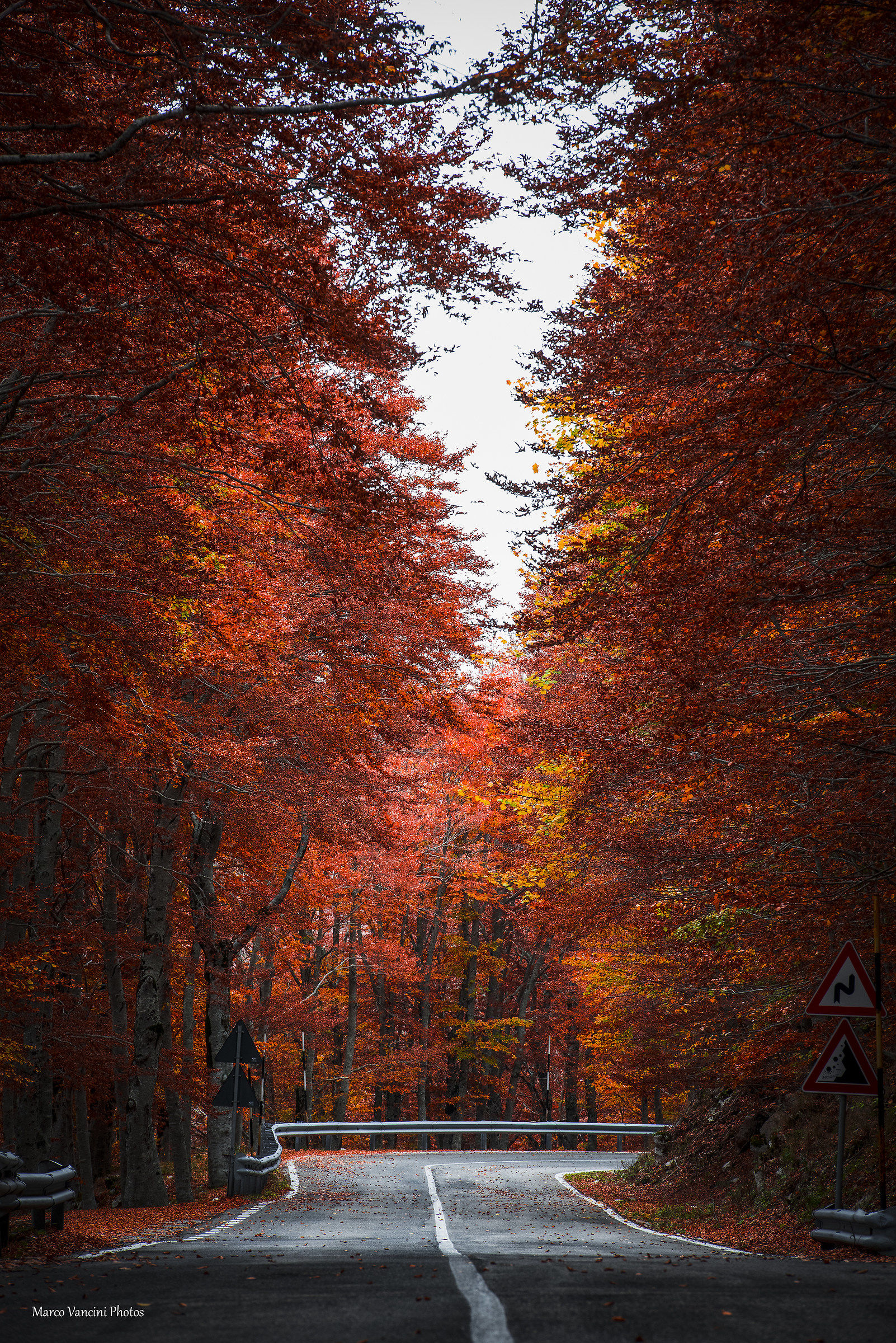 the road in the woods
