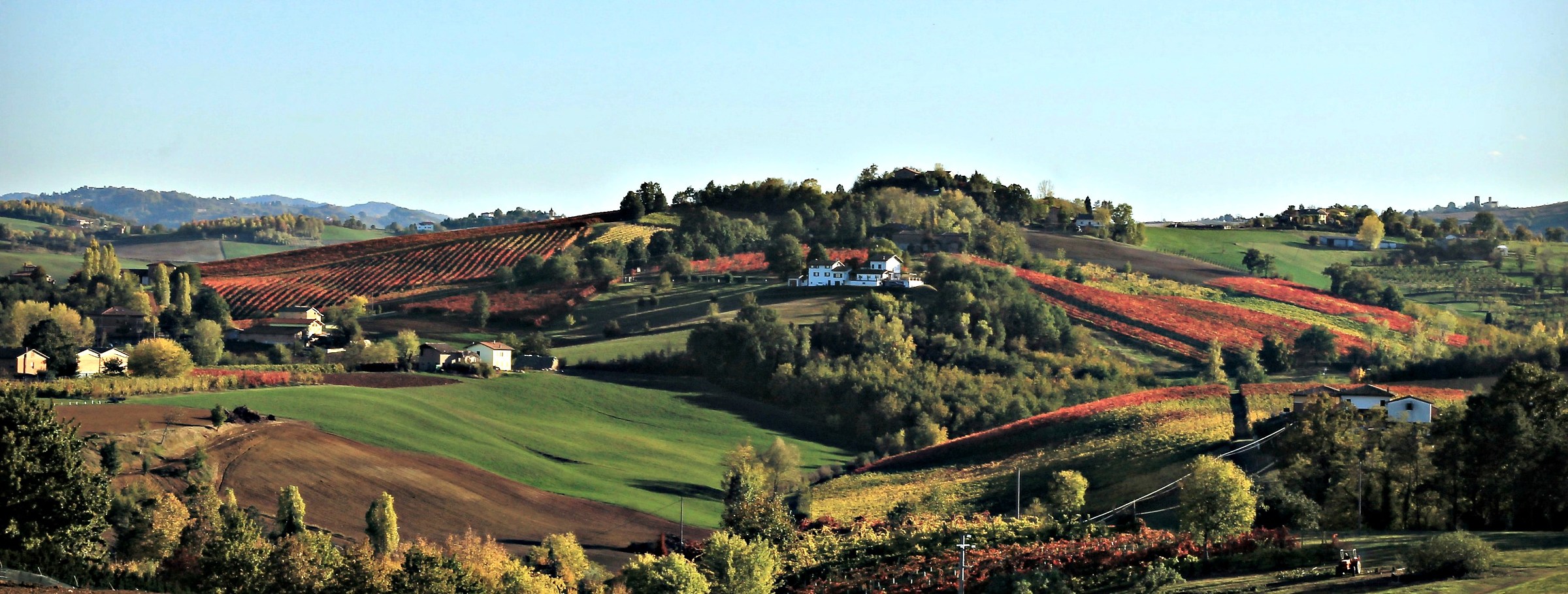 Lambrusco vineyards