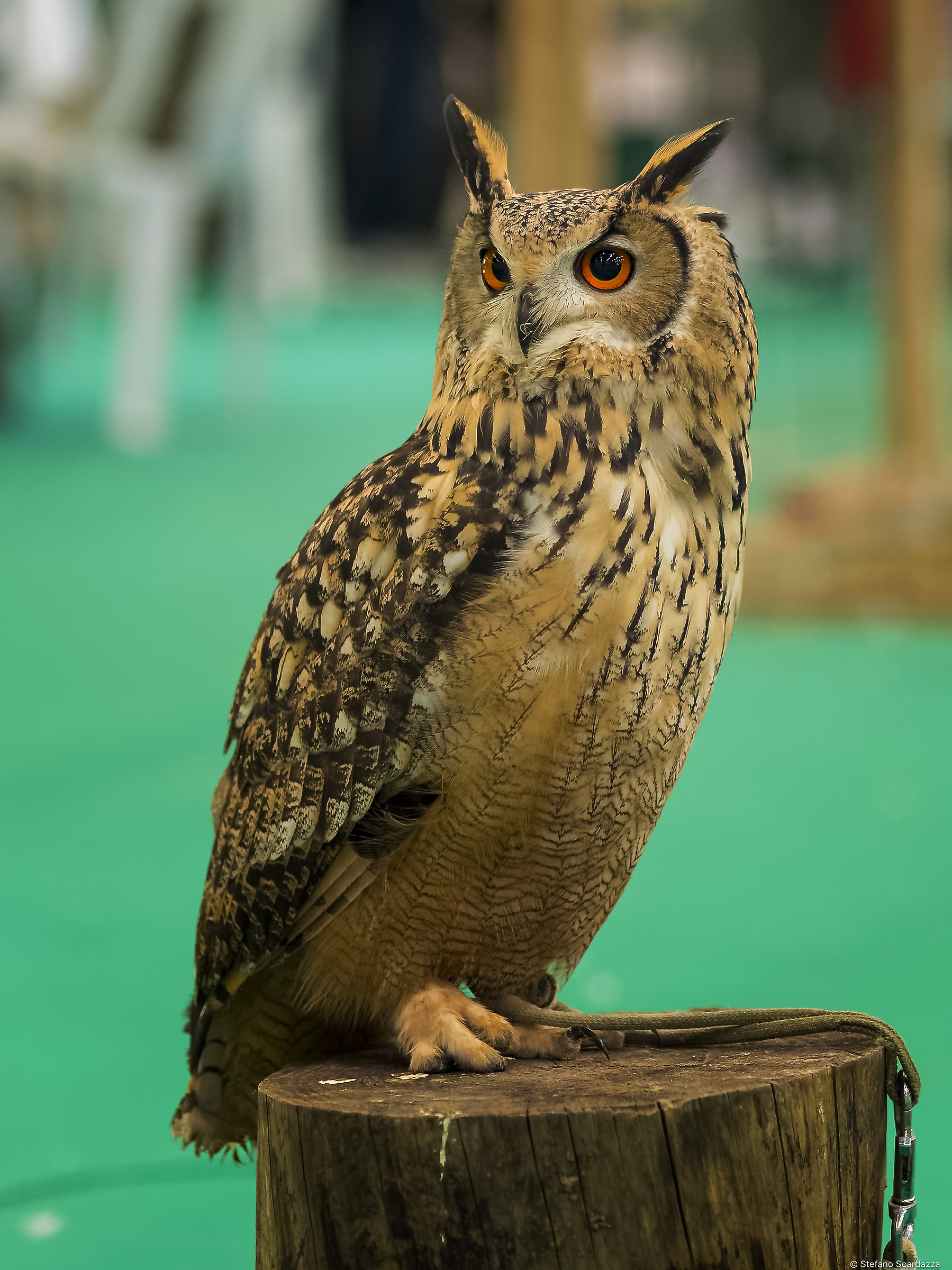 Gufo reale indoor...