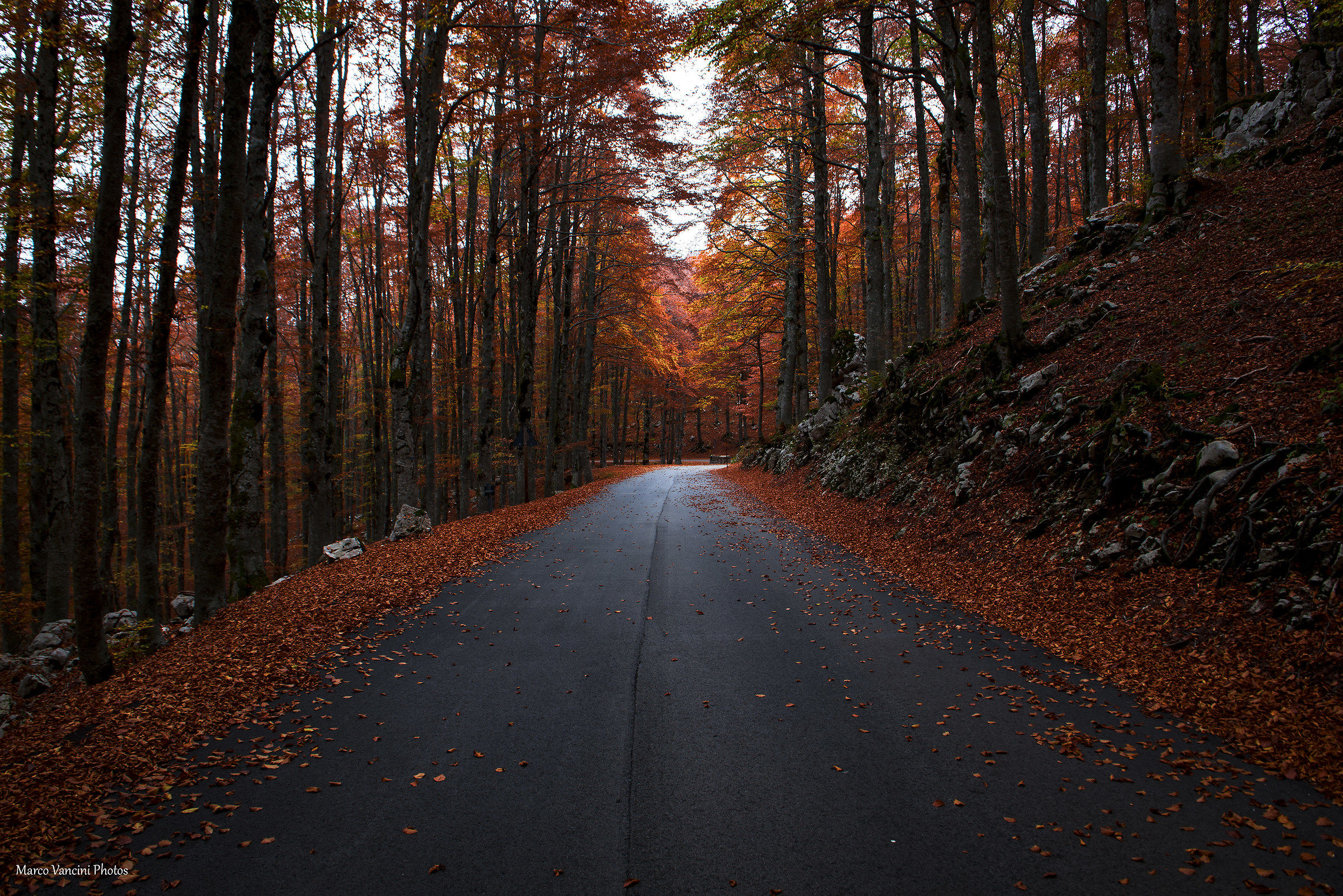 autumn road