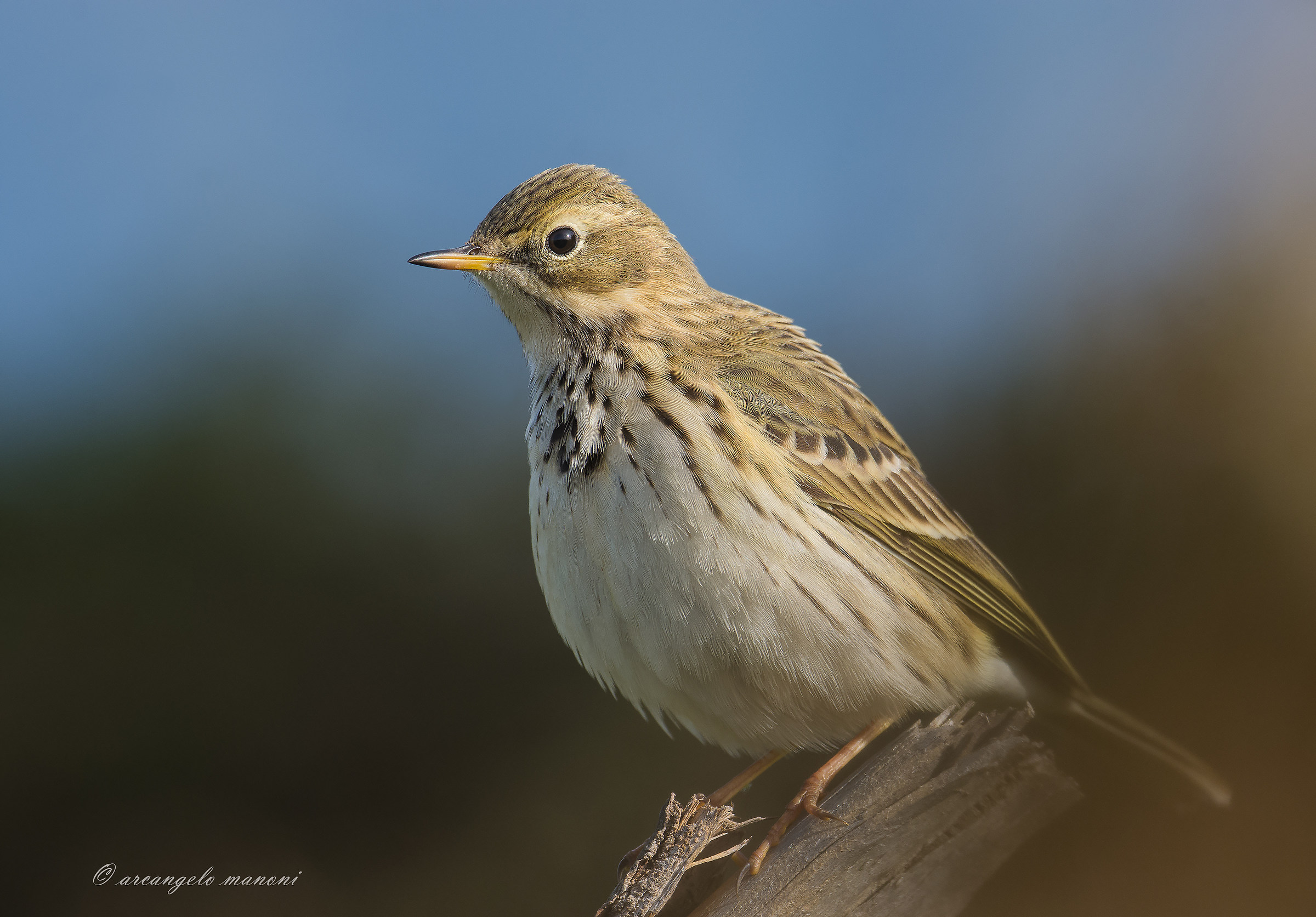A due metri per terra sulla pispola