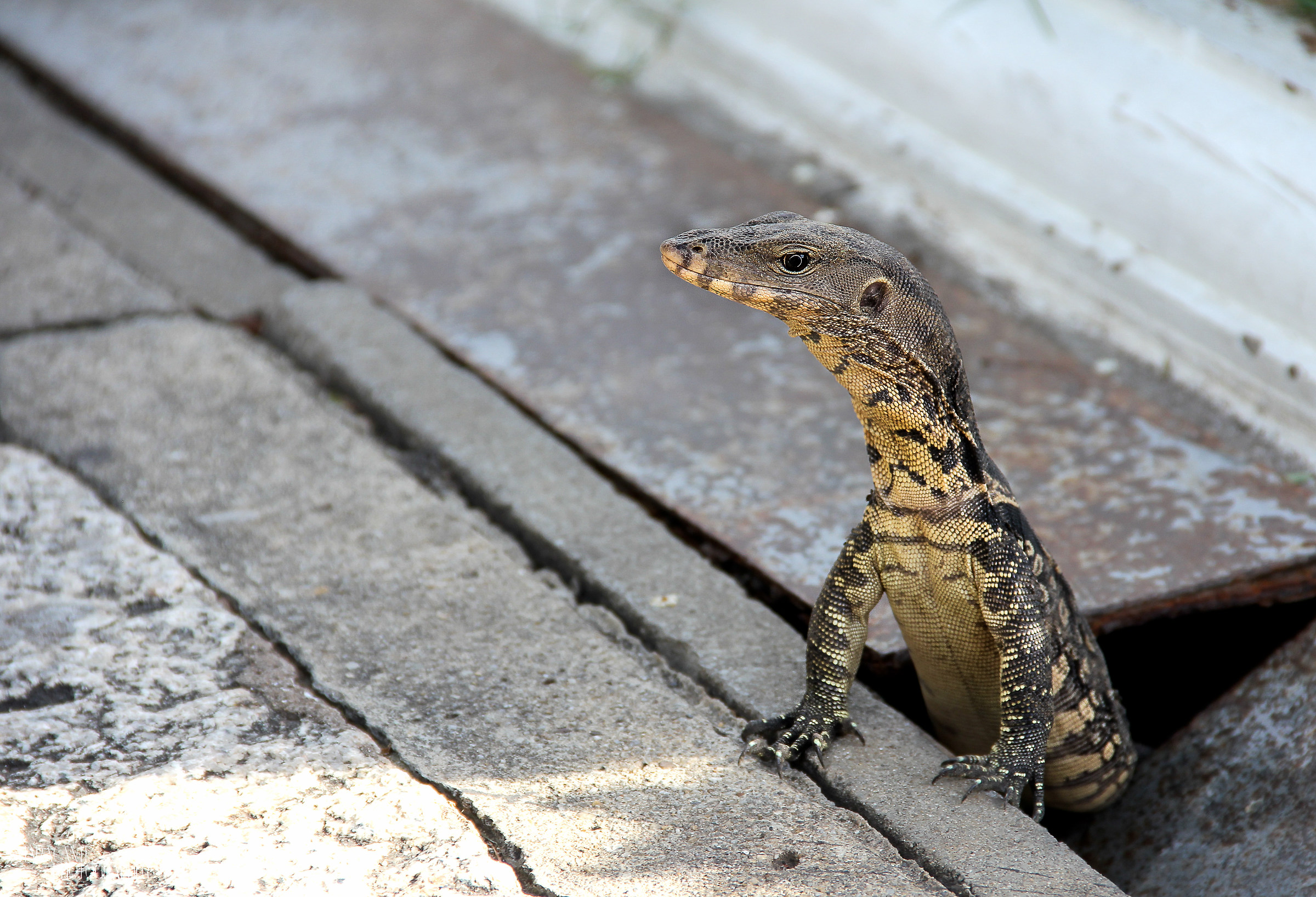 What's beautiful here?