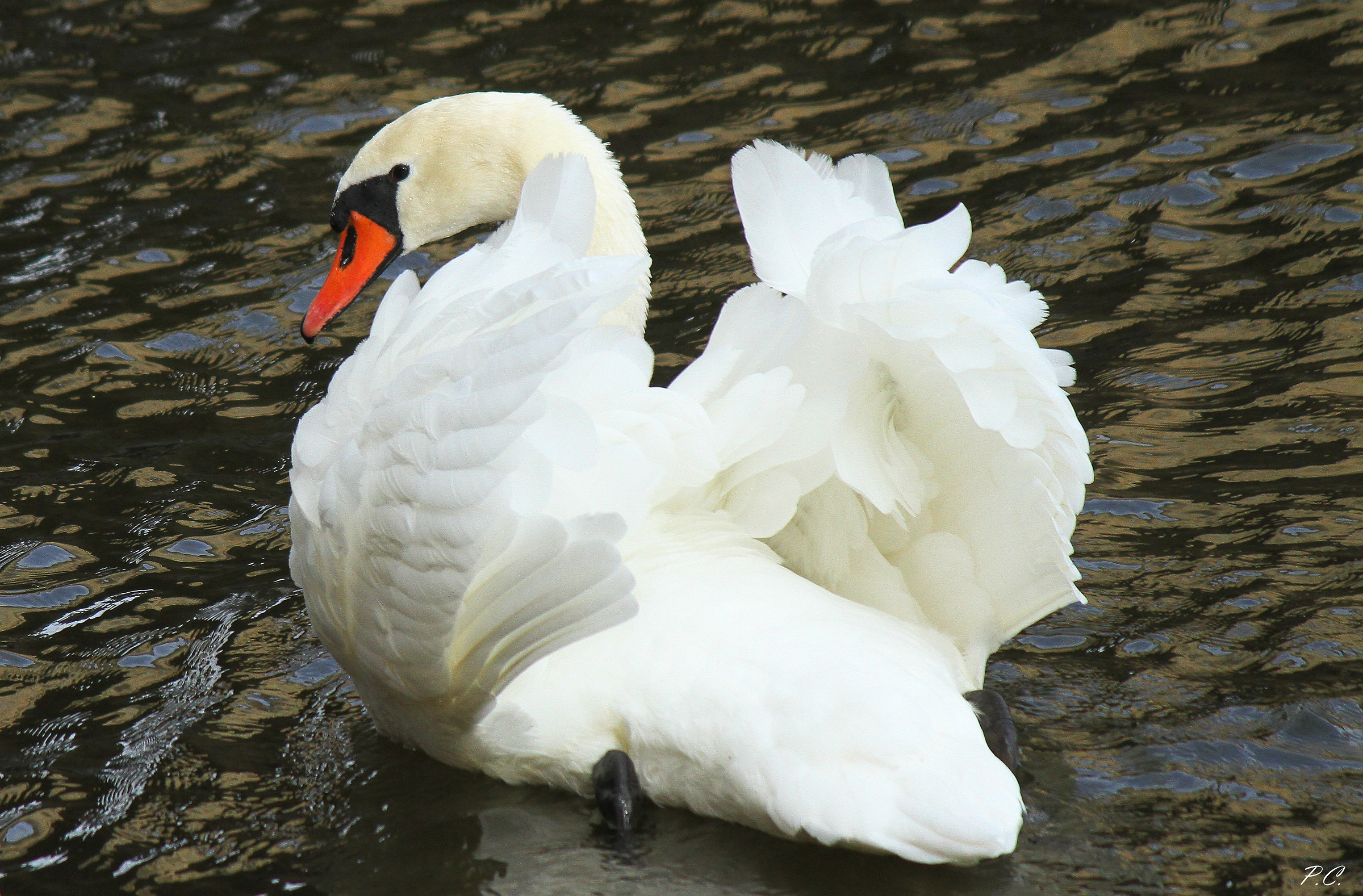 swan