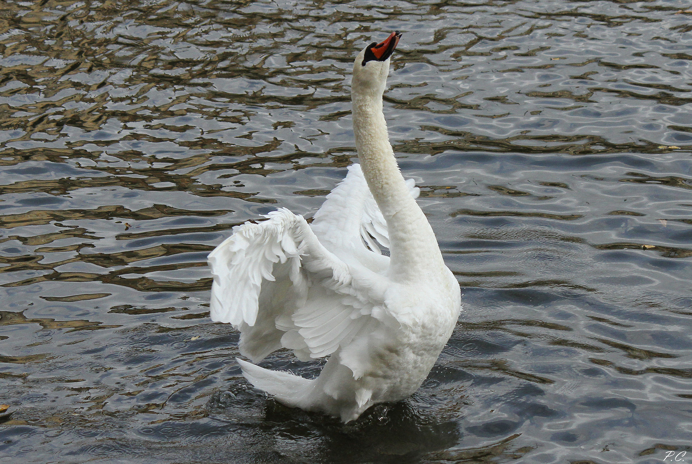 dancing swan