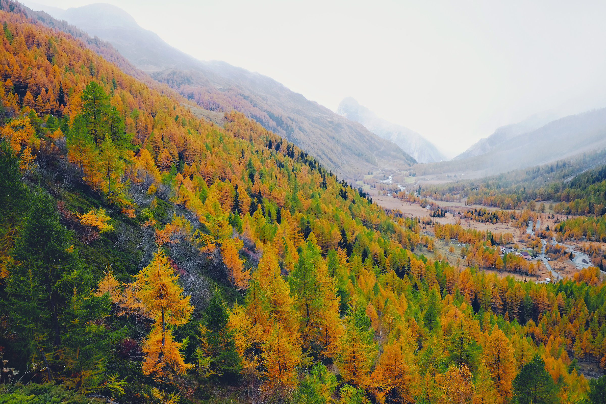 Foliage in Val Ferret