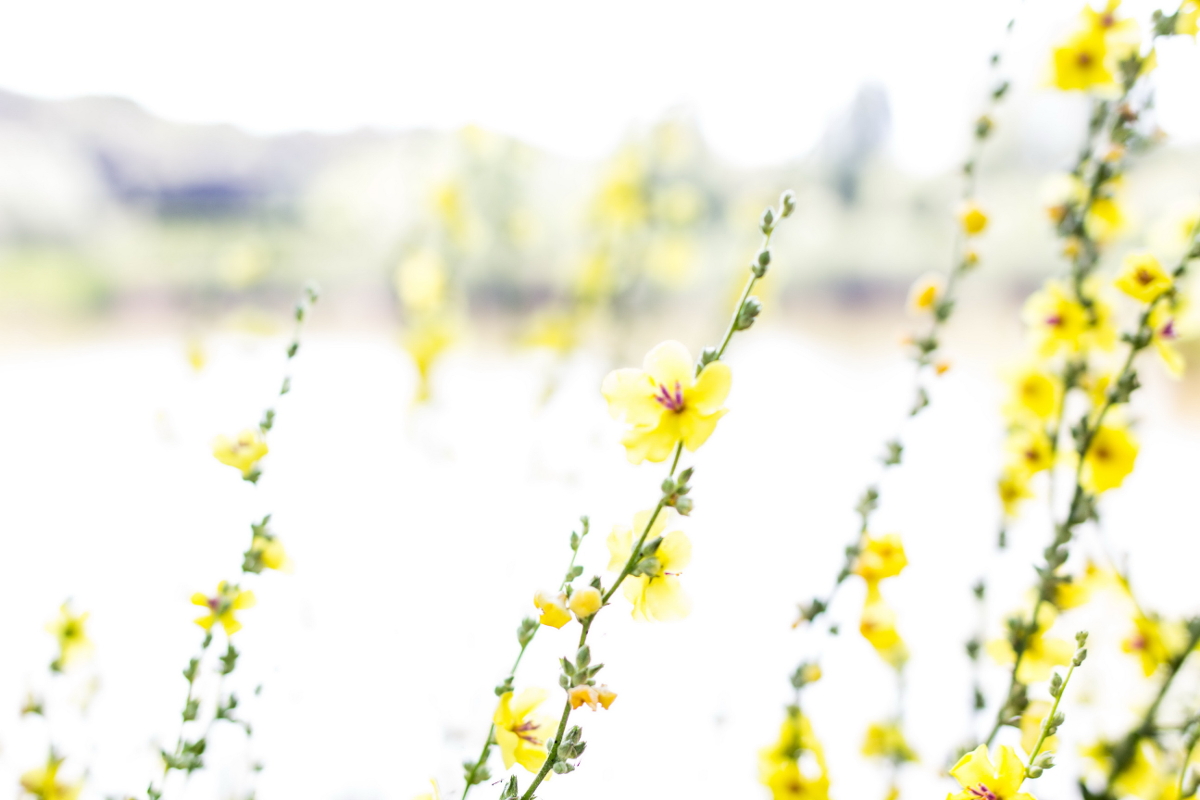 Flowers at the pond - HK