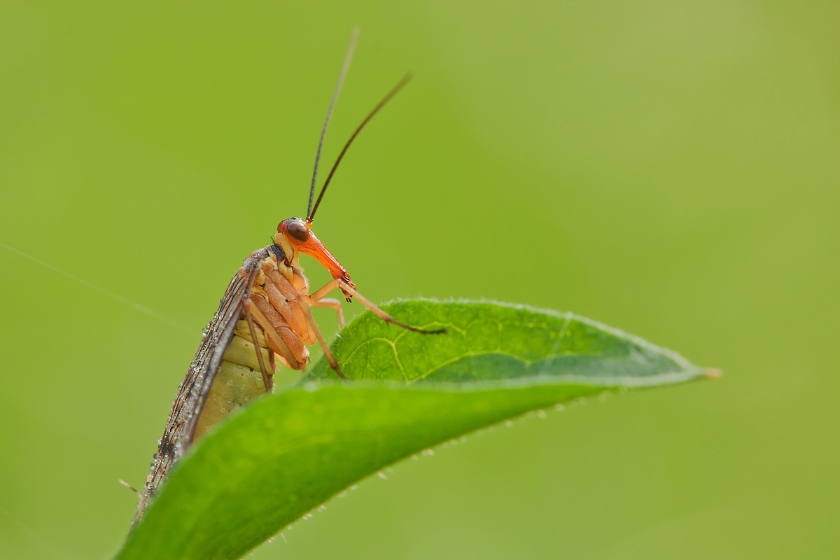 Mecoptera