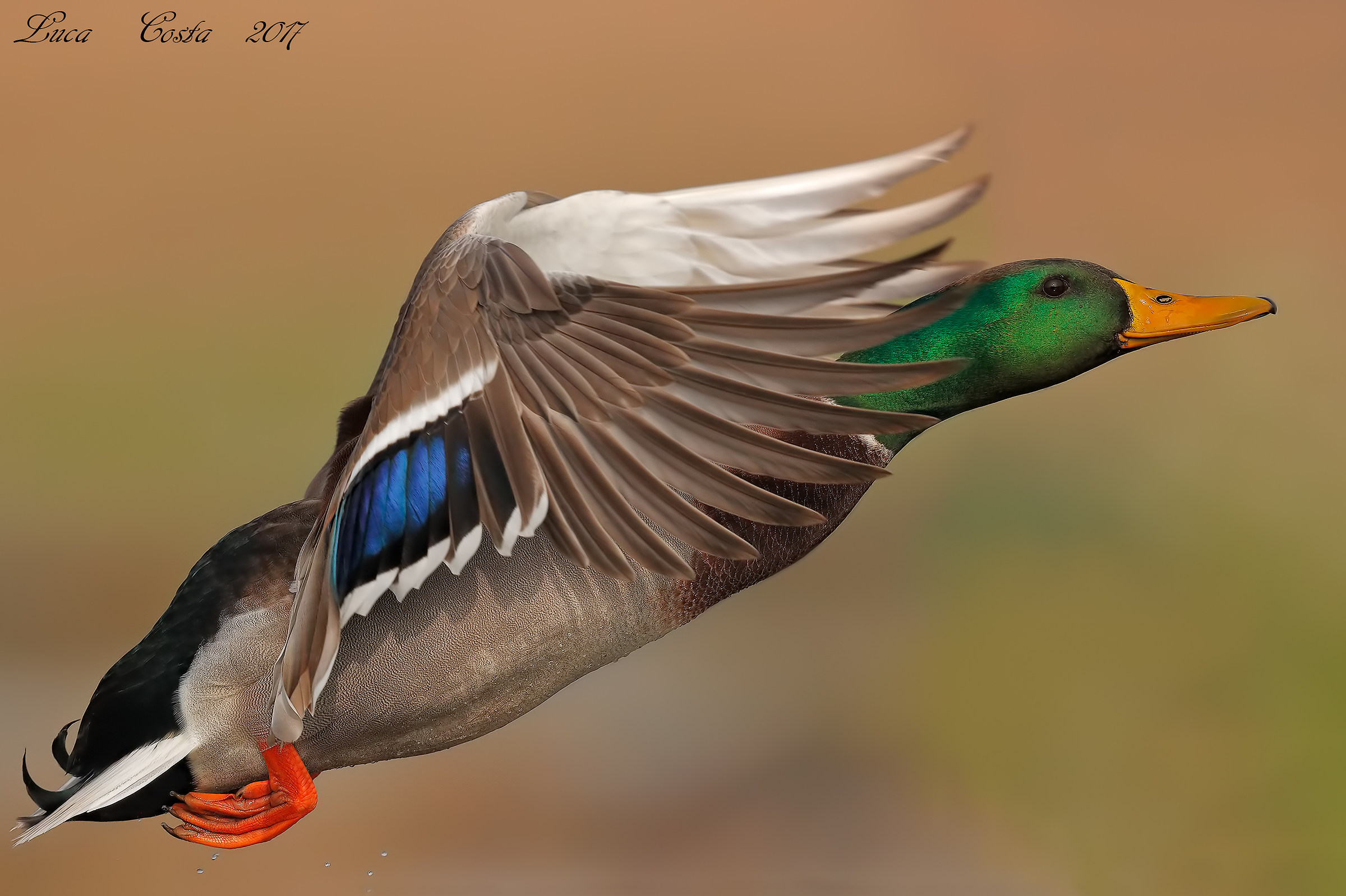 Germano Reale Maschio al volo